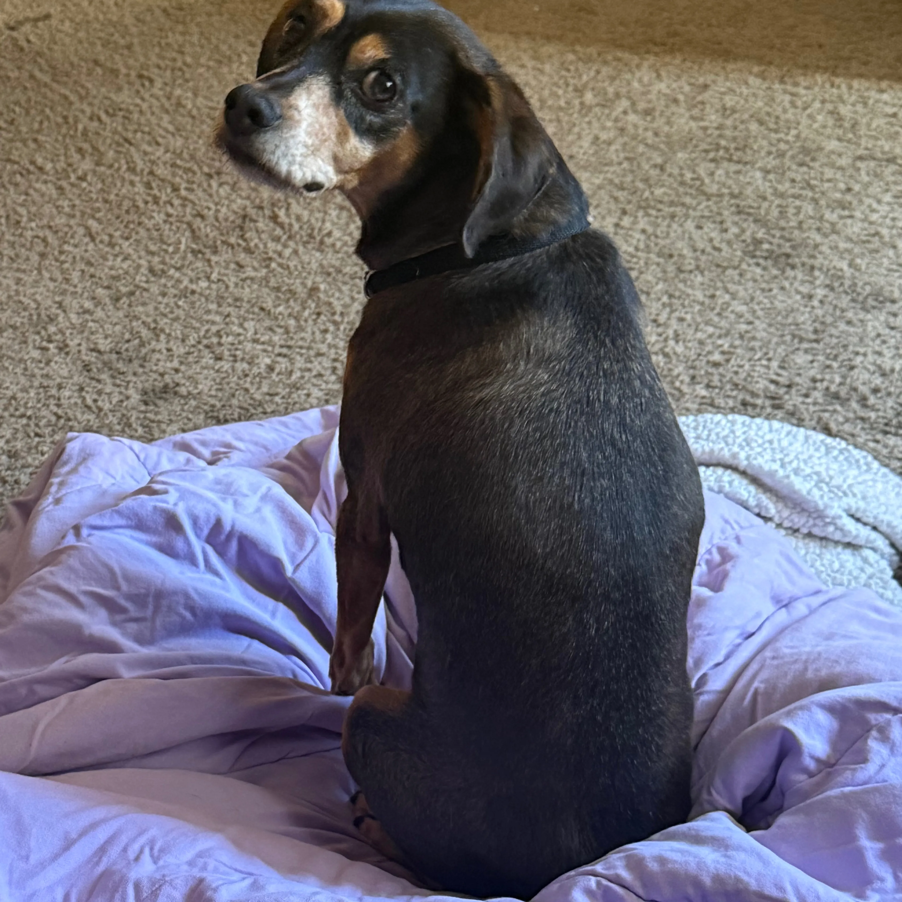 Found pet-1
