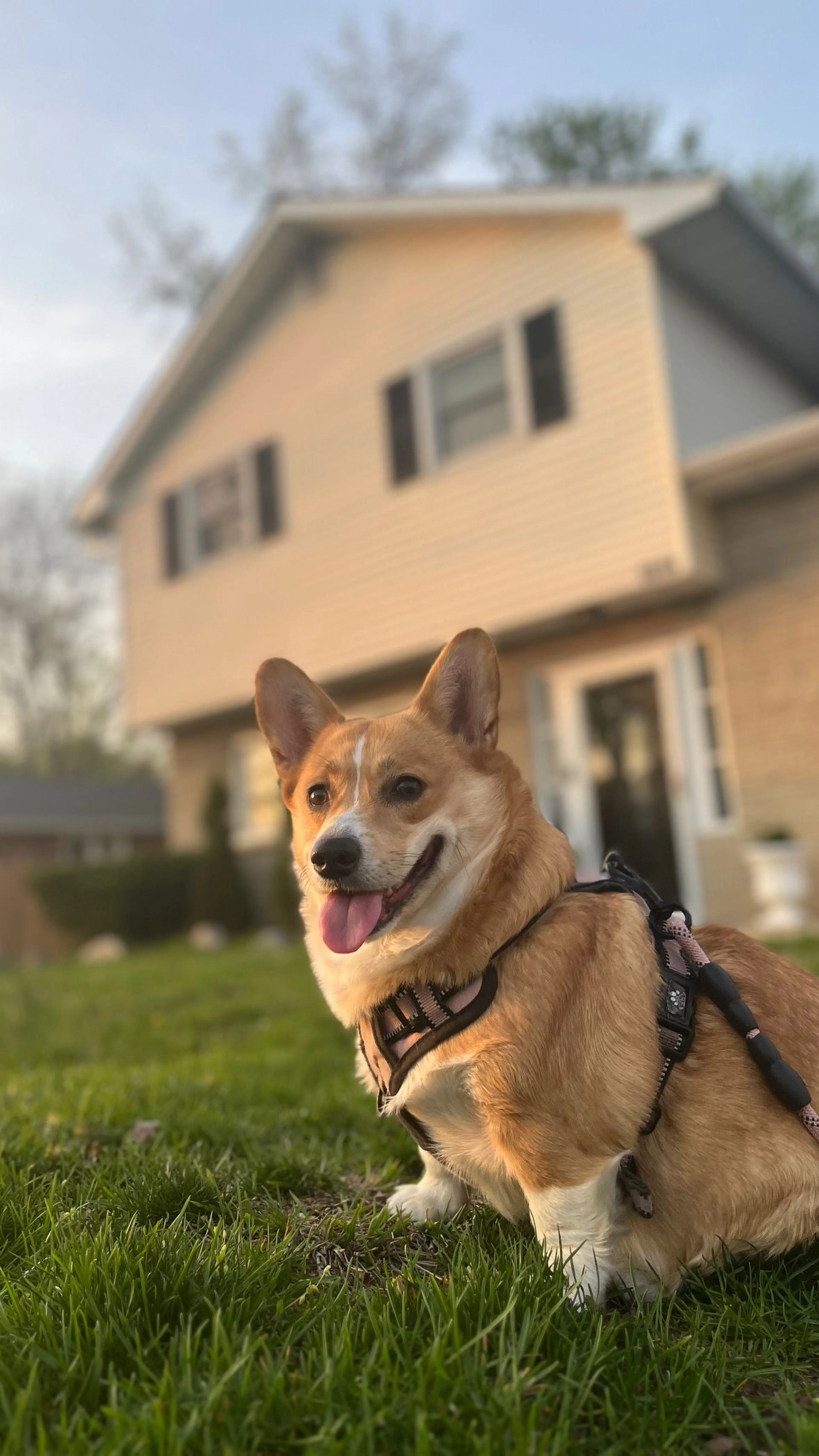 Lost pet