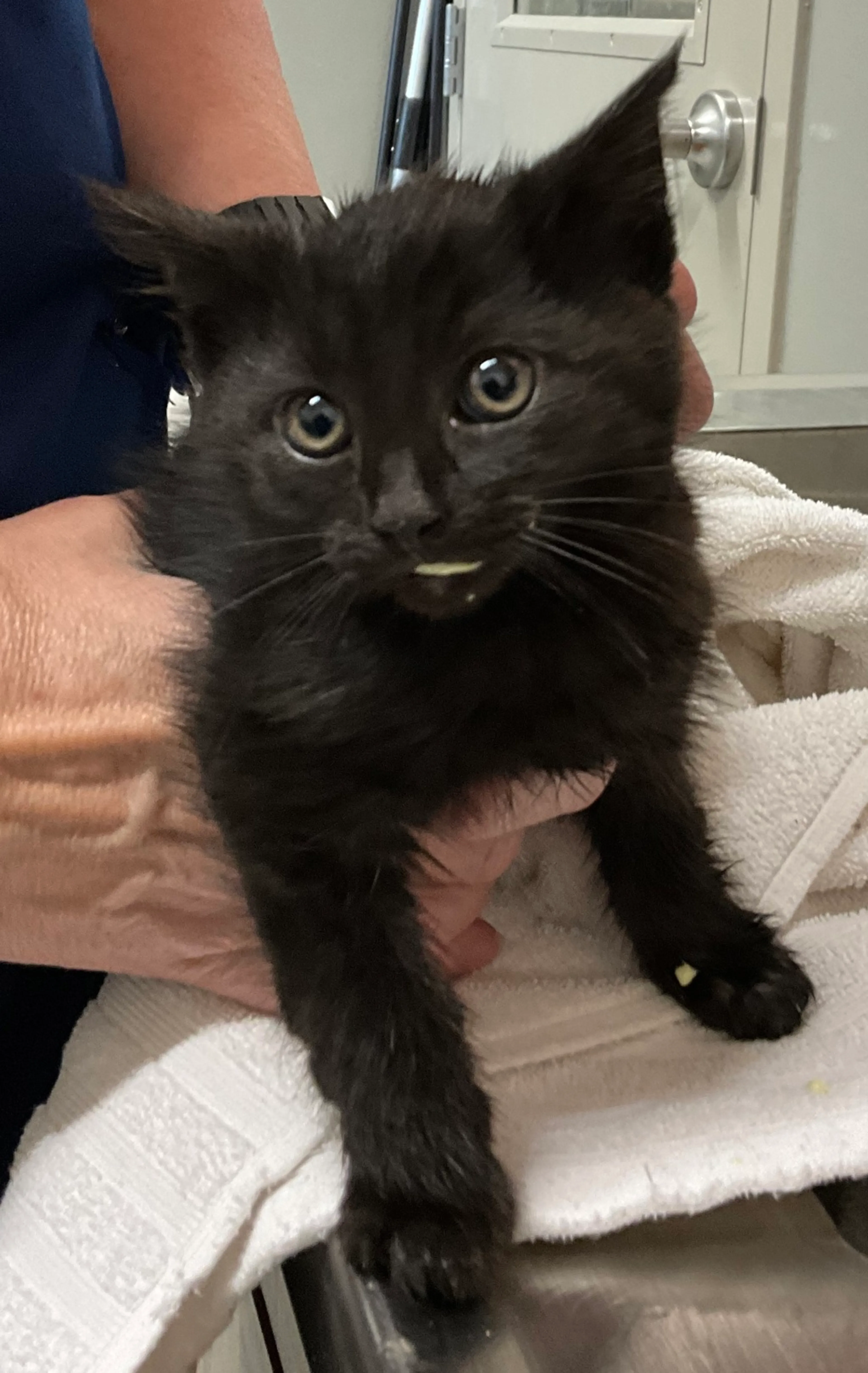 Found pet