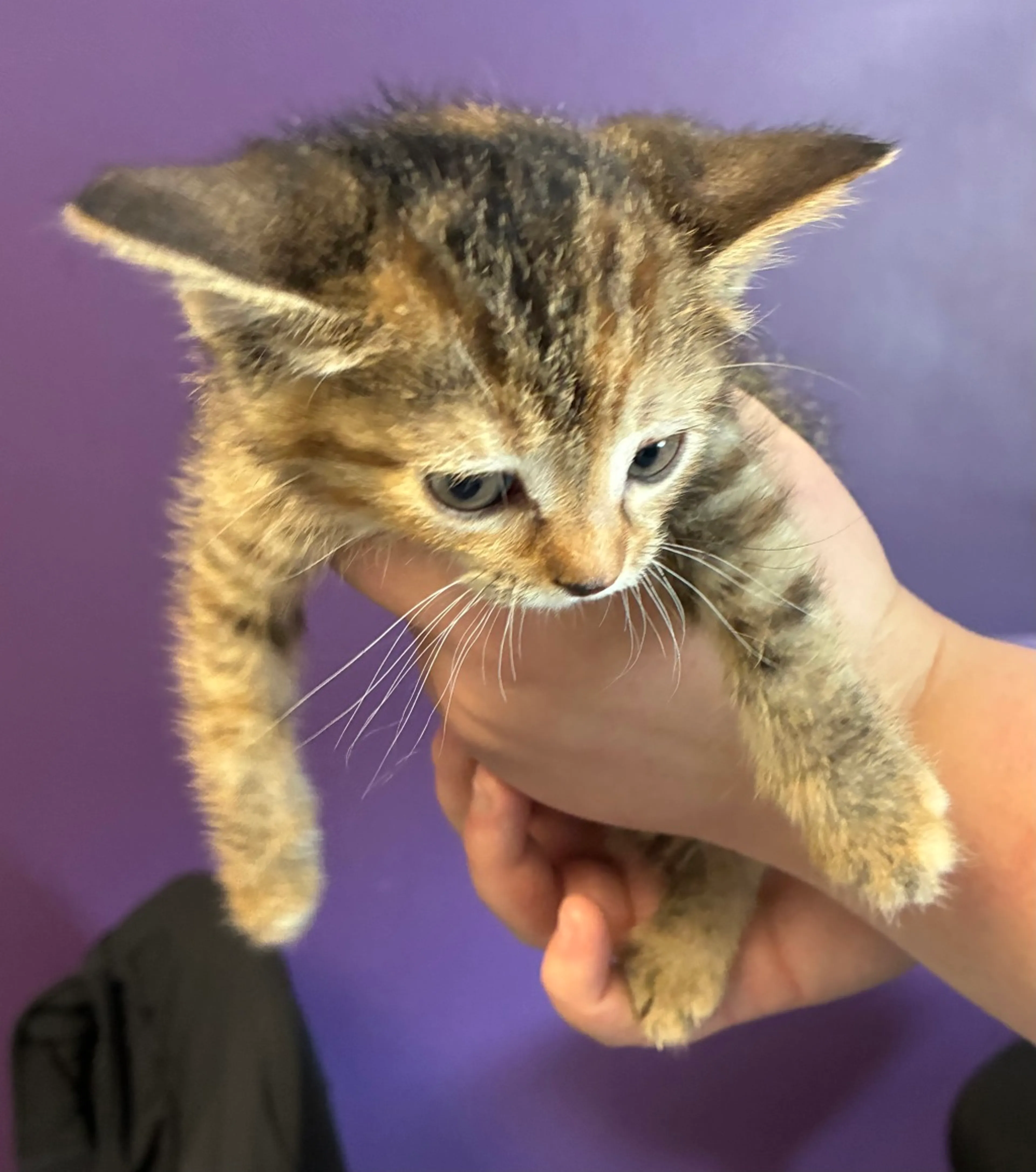 Found pet