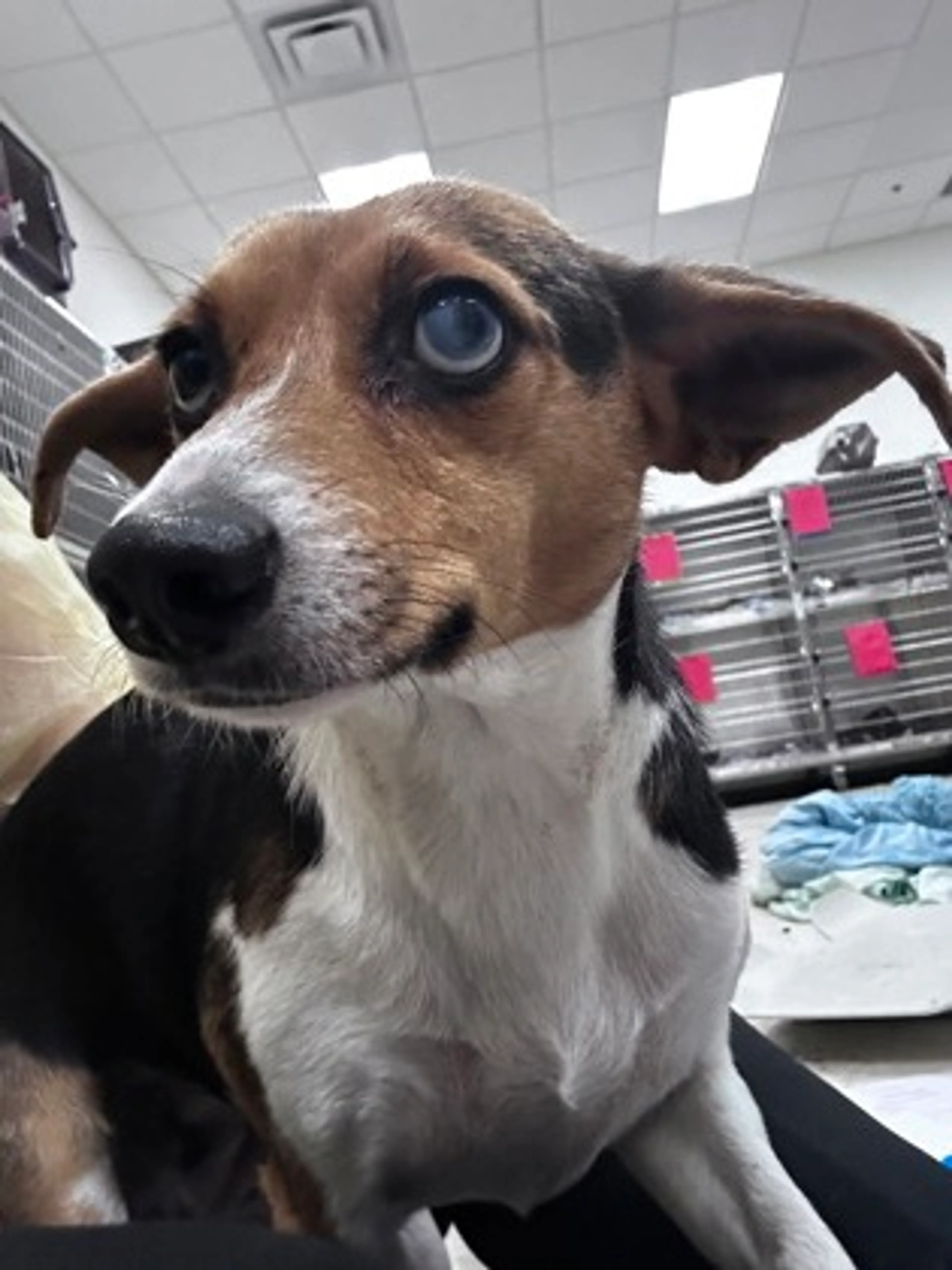 Found pet-1