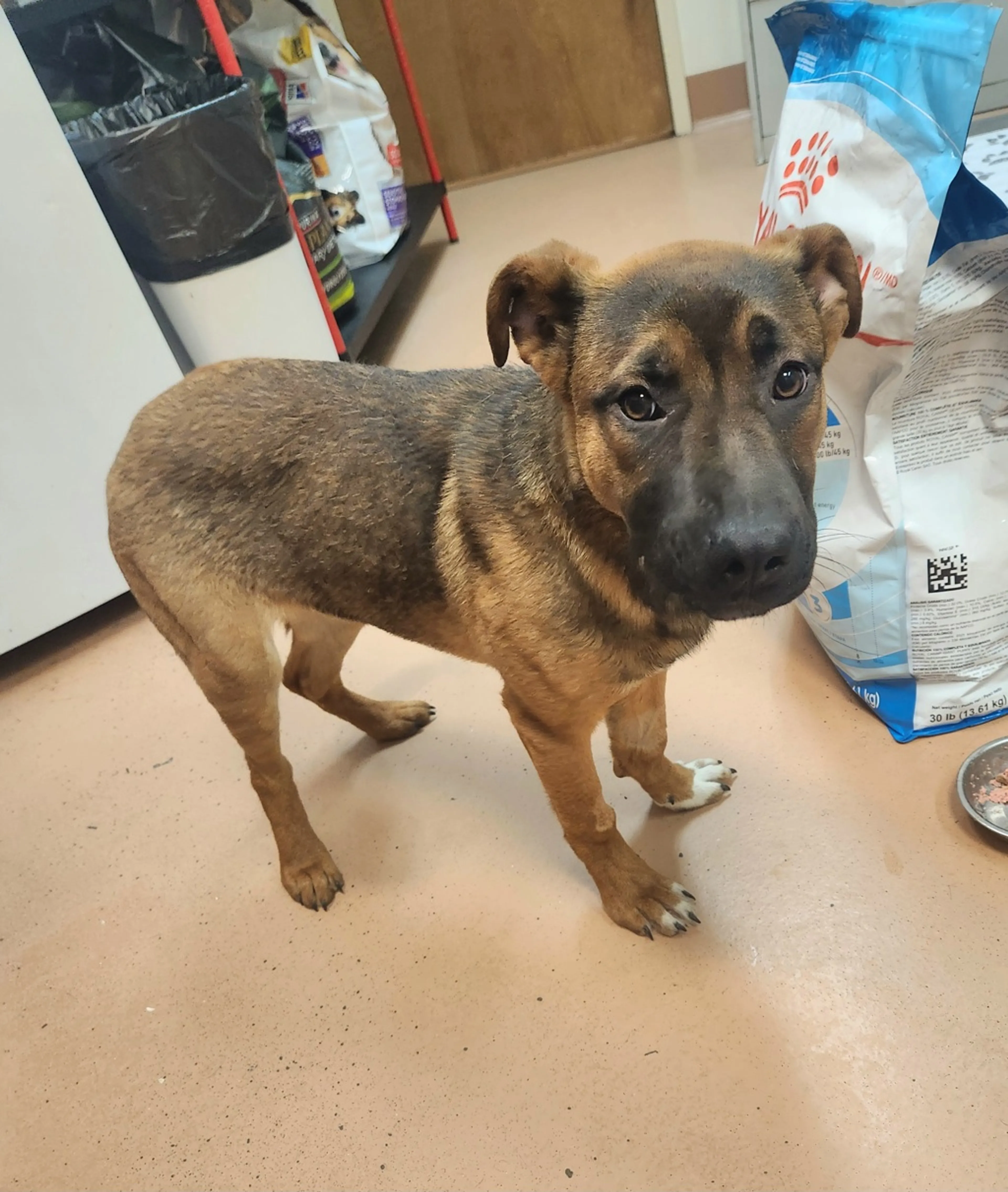 Found pet-1