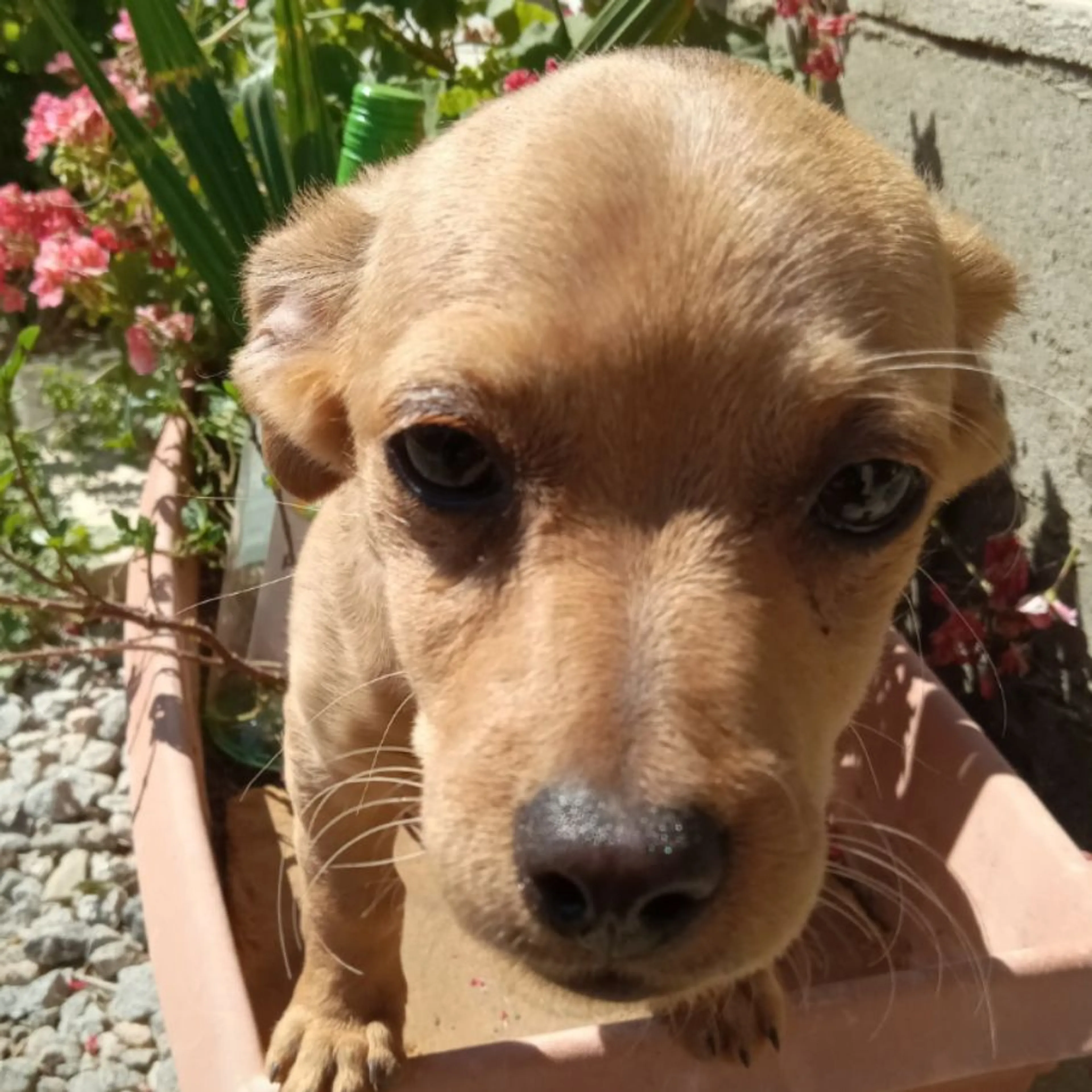 Found pet