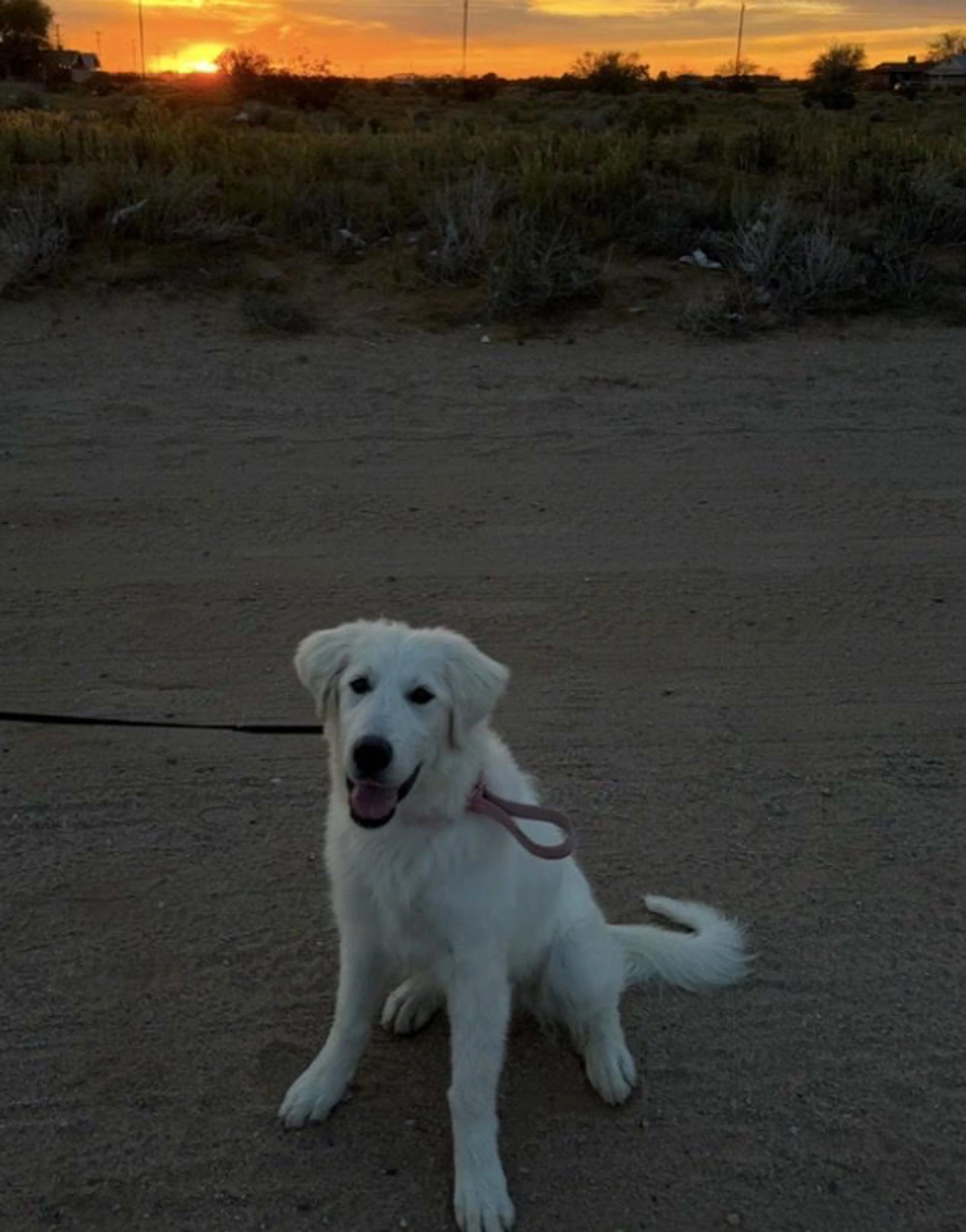 Lost pet