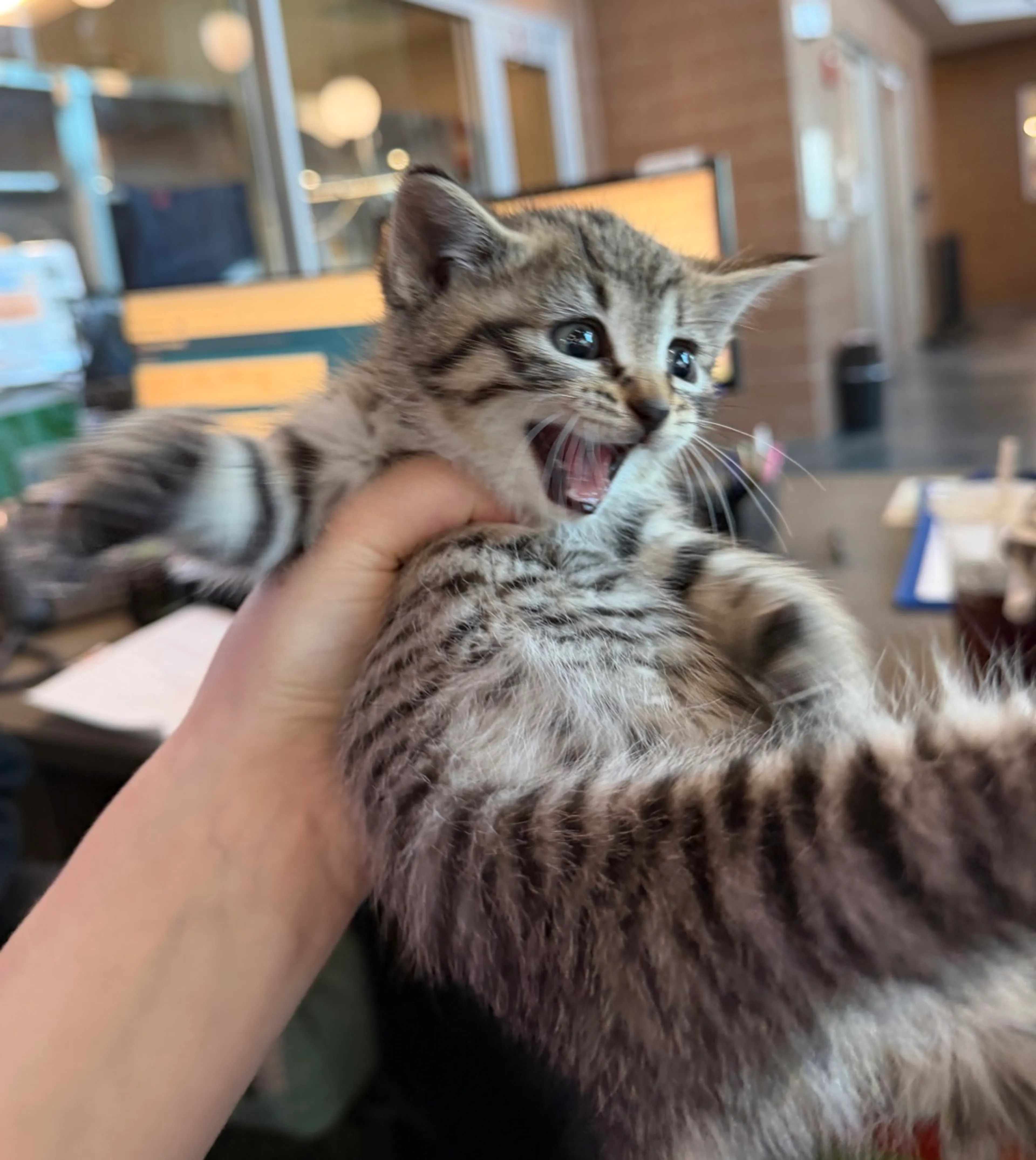 Found pet