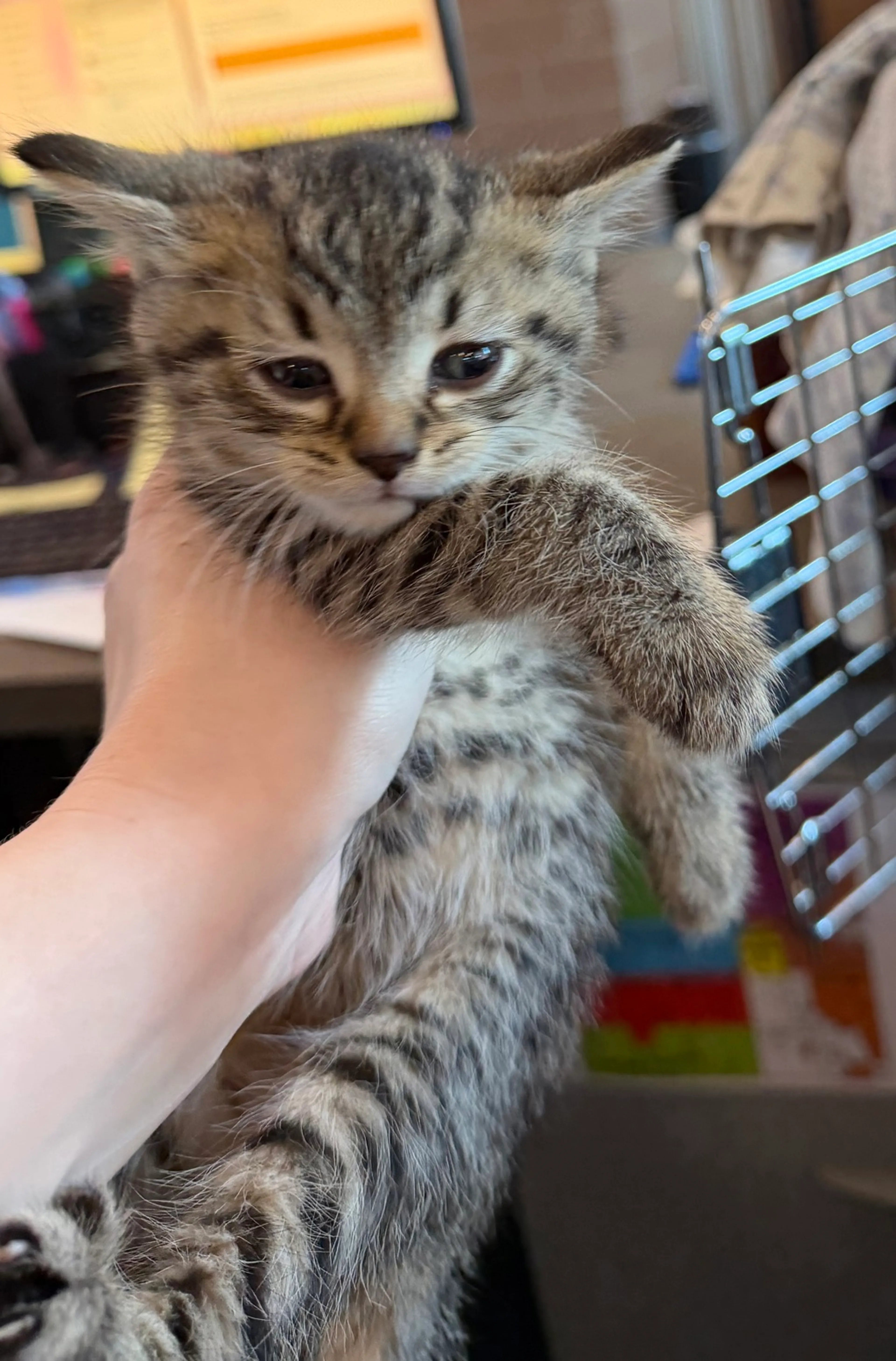 Found pet