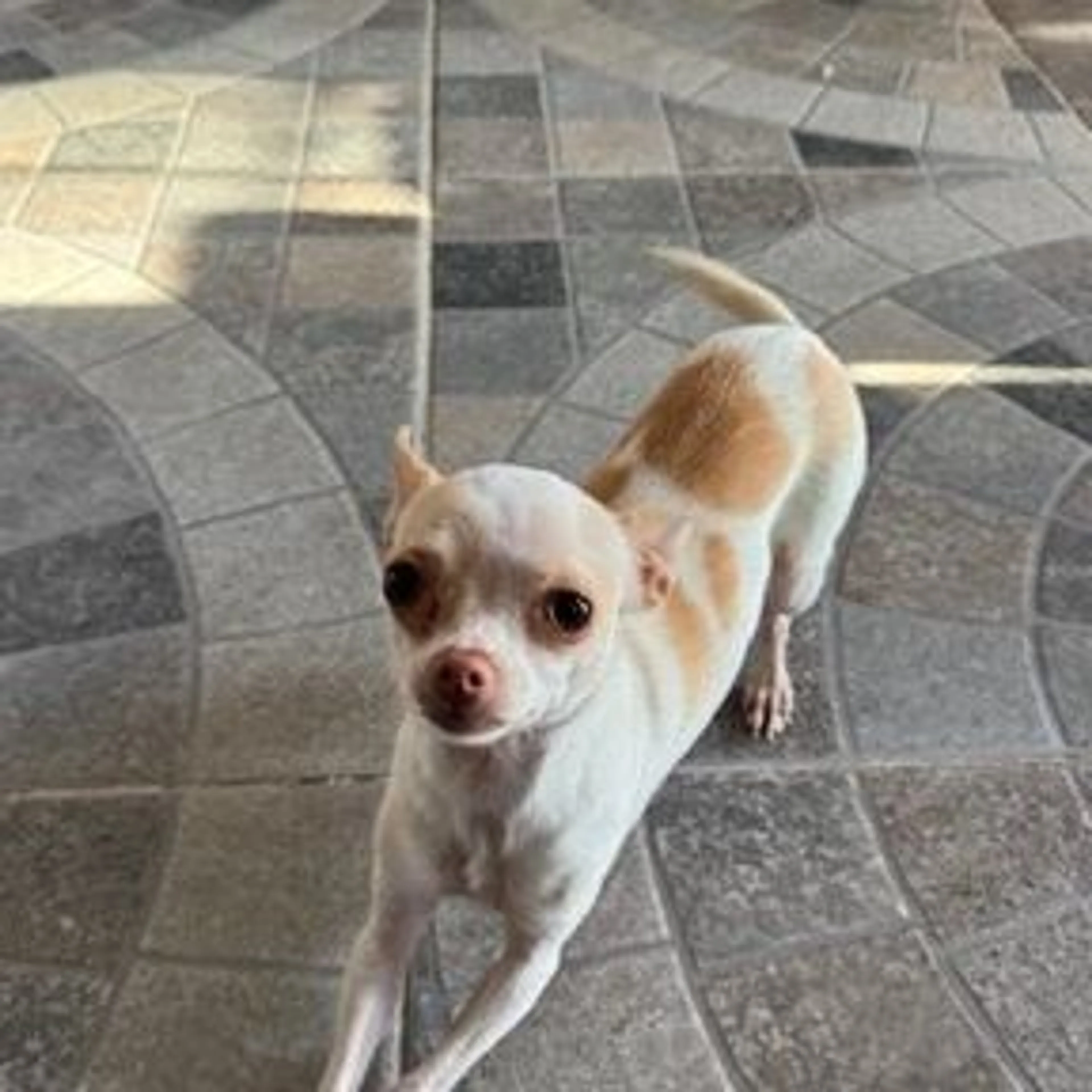 Found pet
