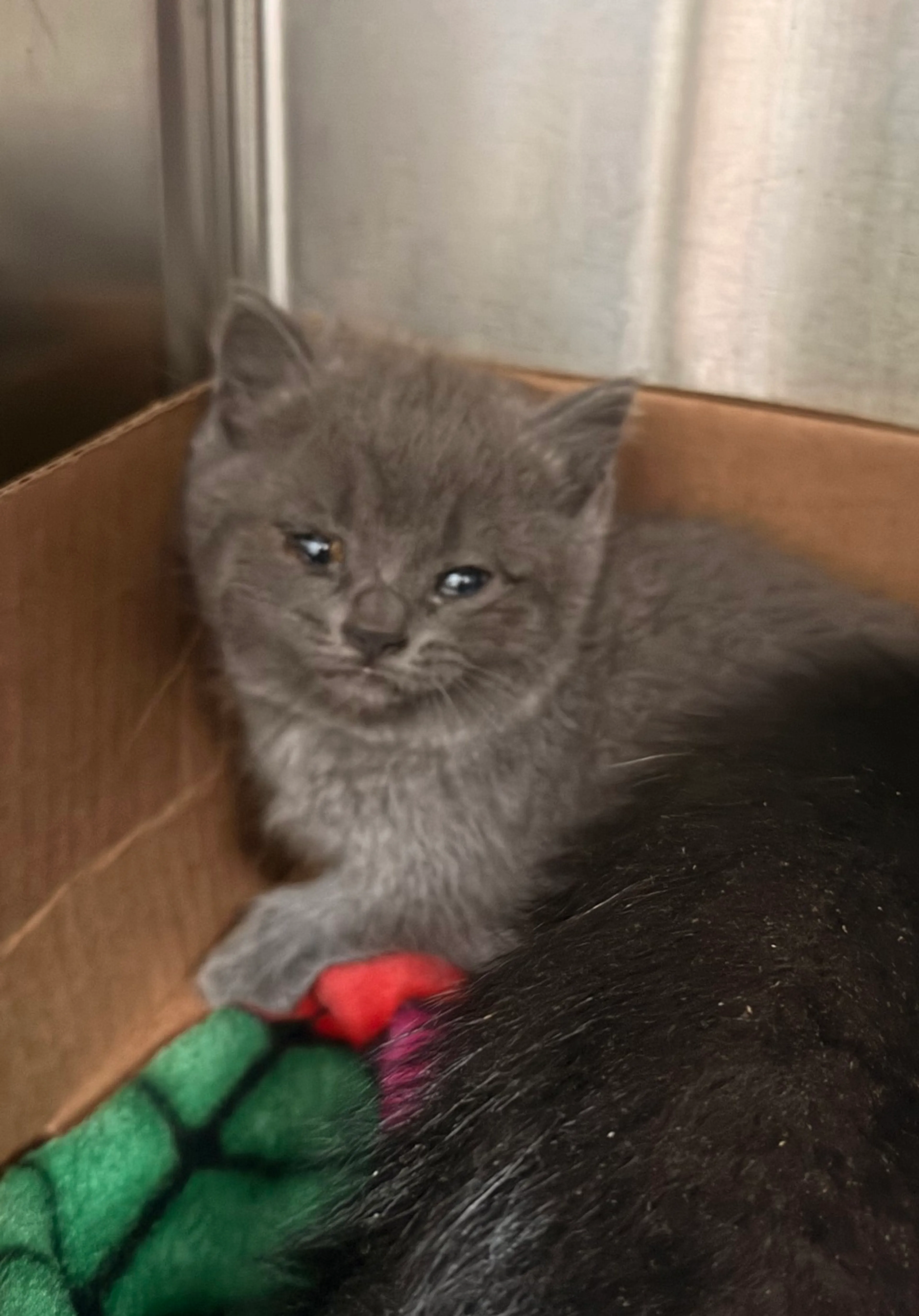 Found pet