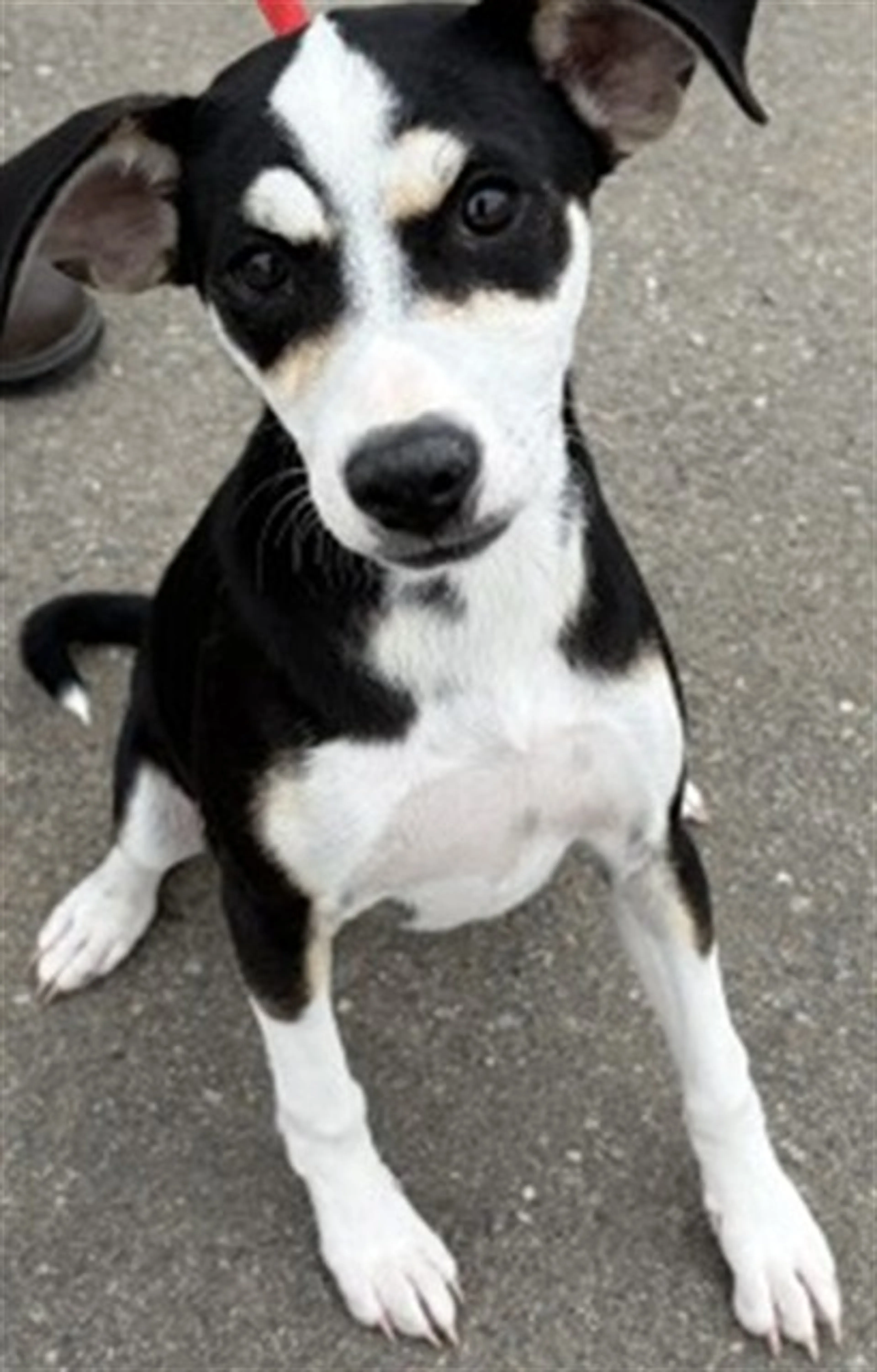 Found pet