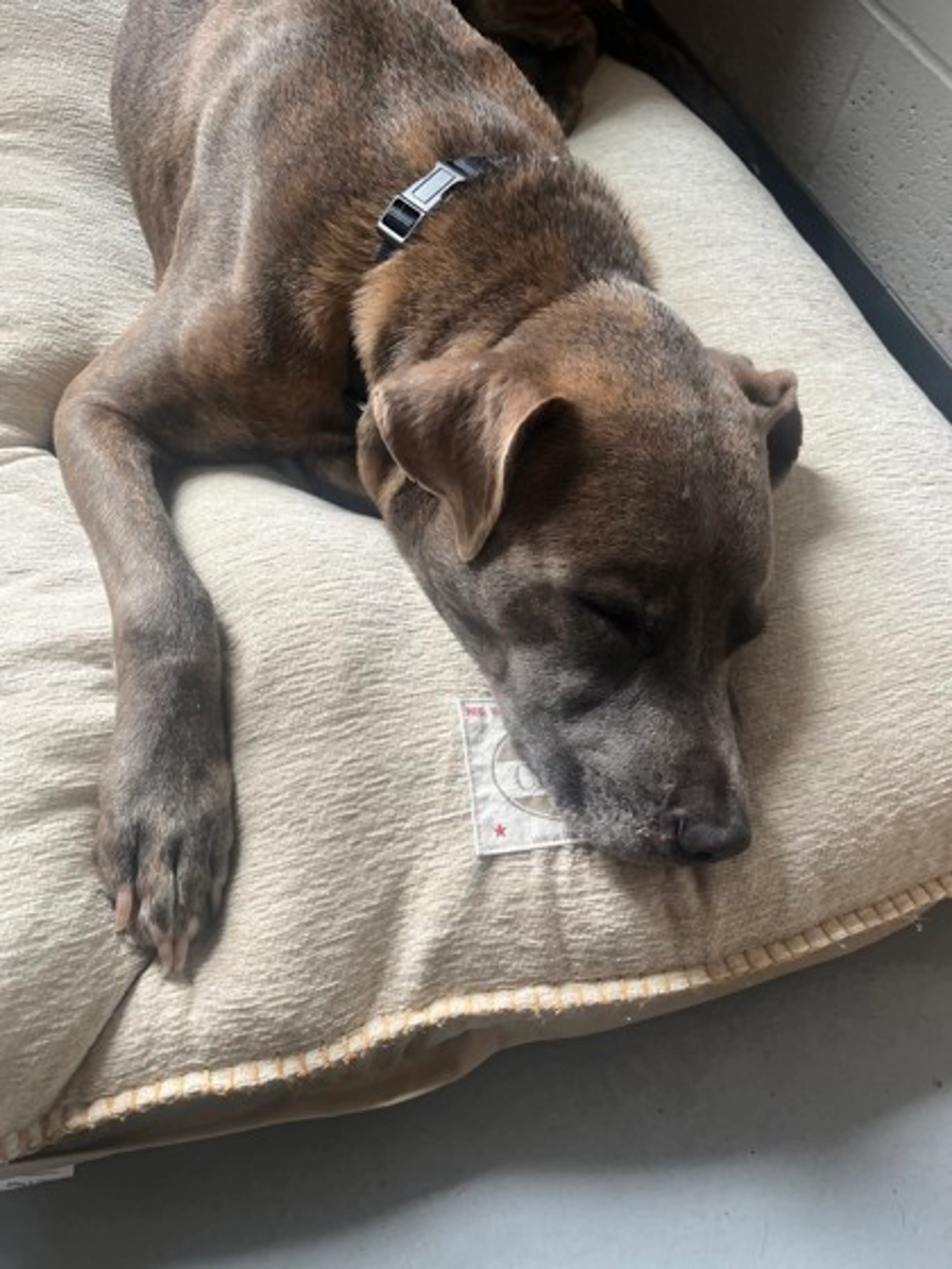 Found pet-1