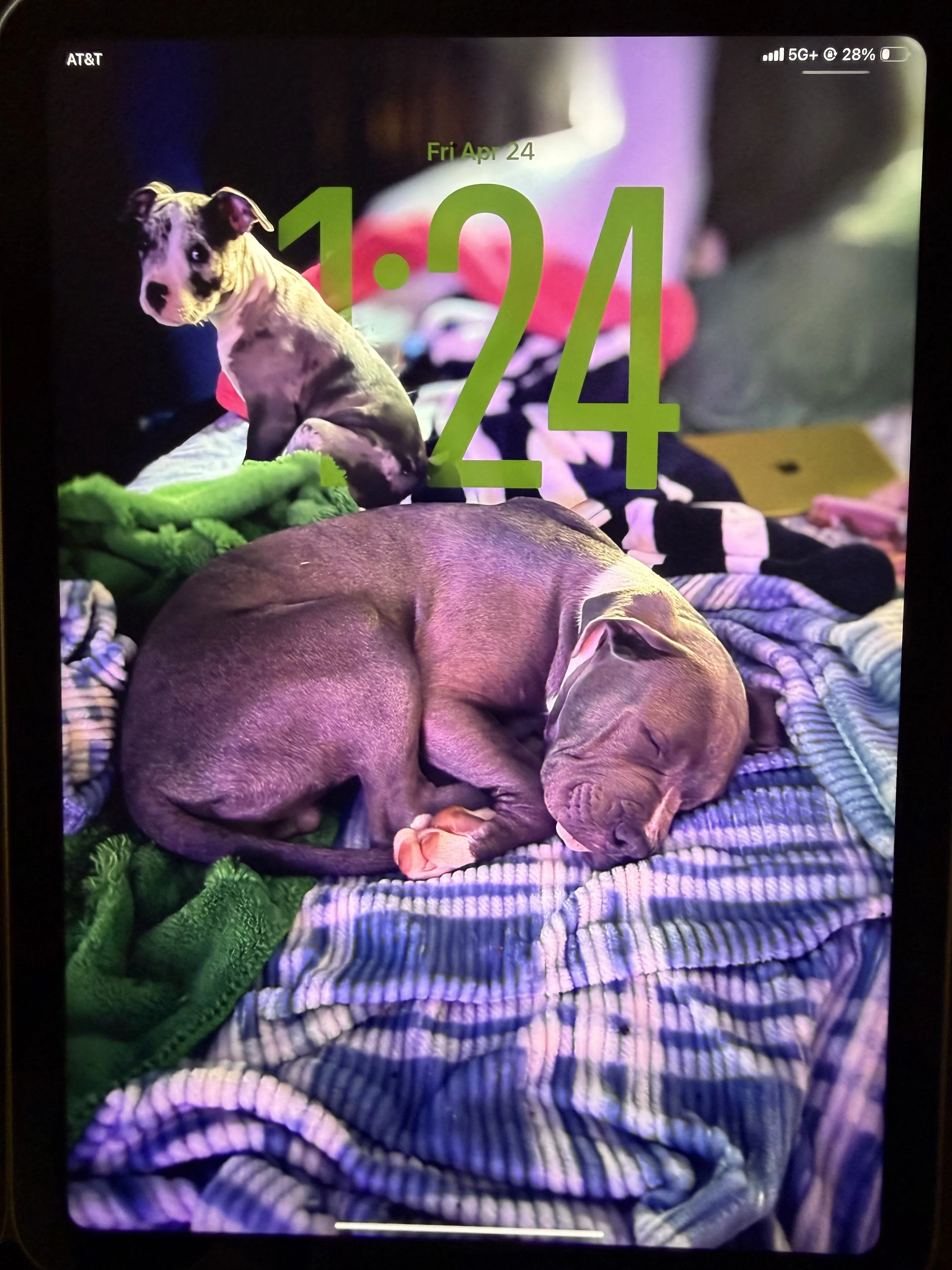 Lost pet