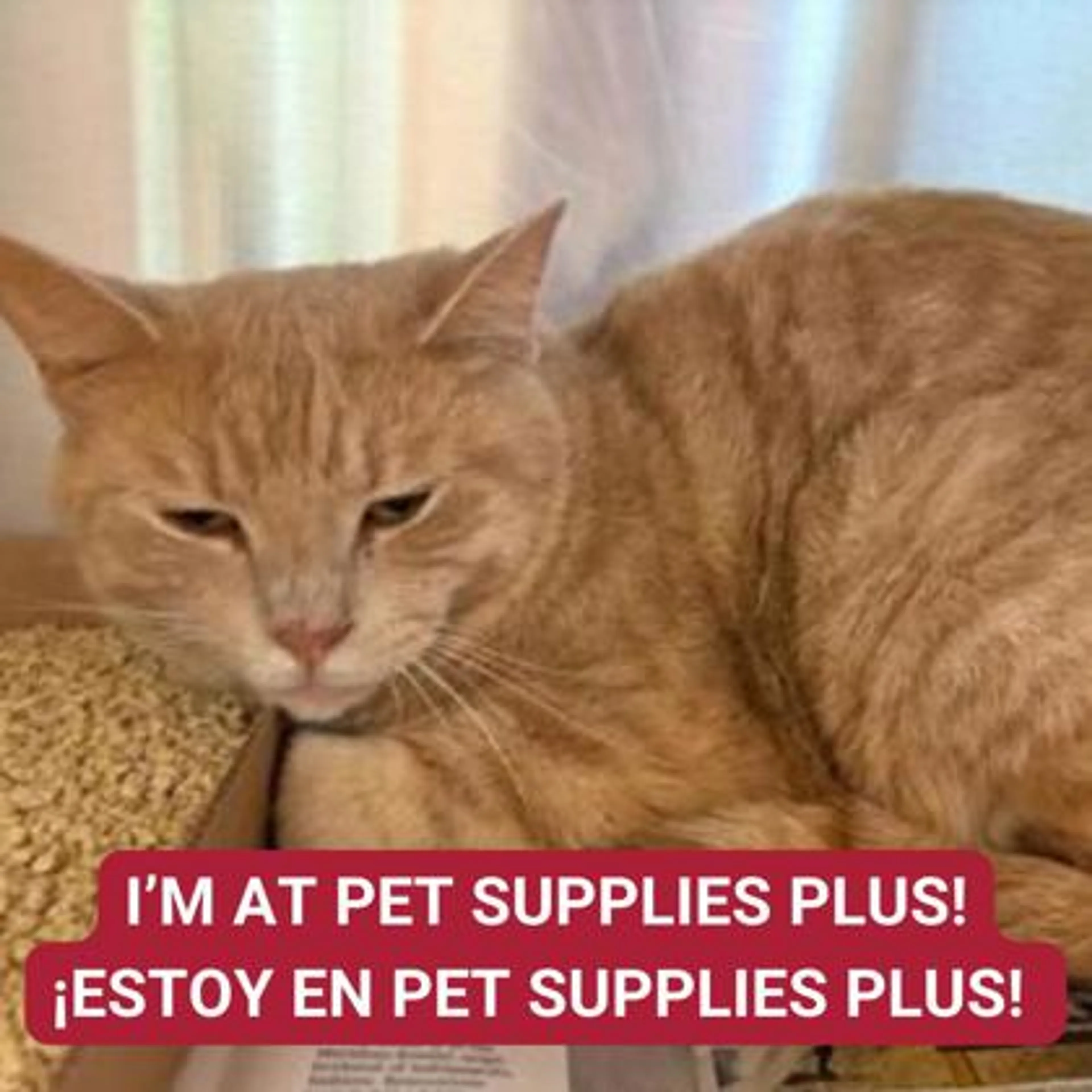 Found pet