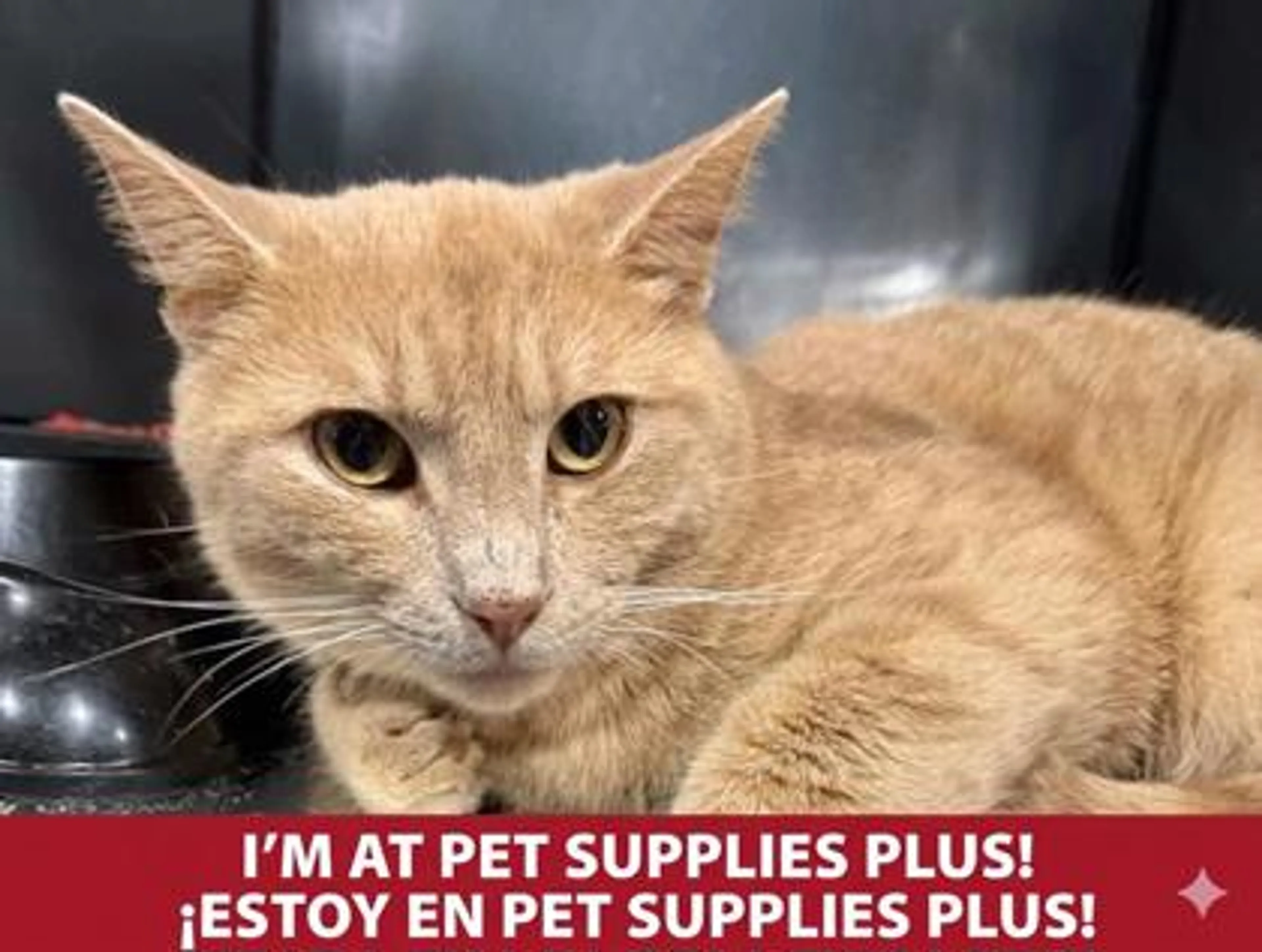 Found pet-0