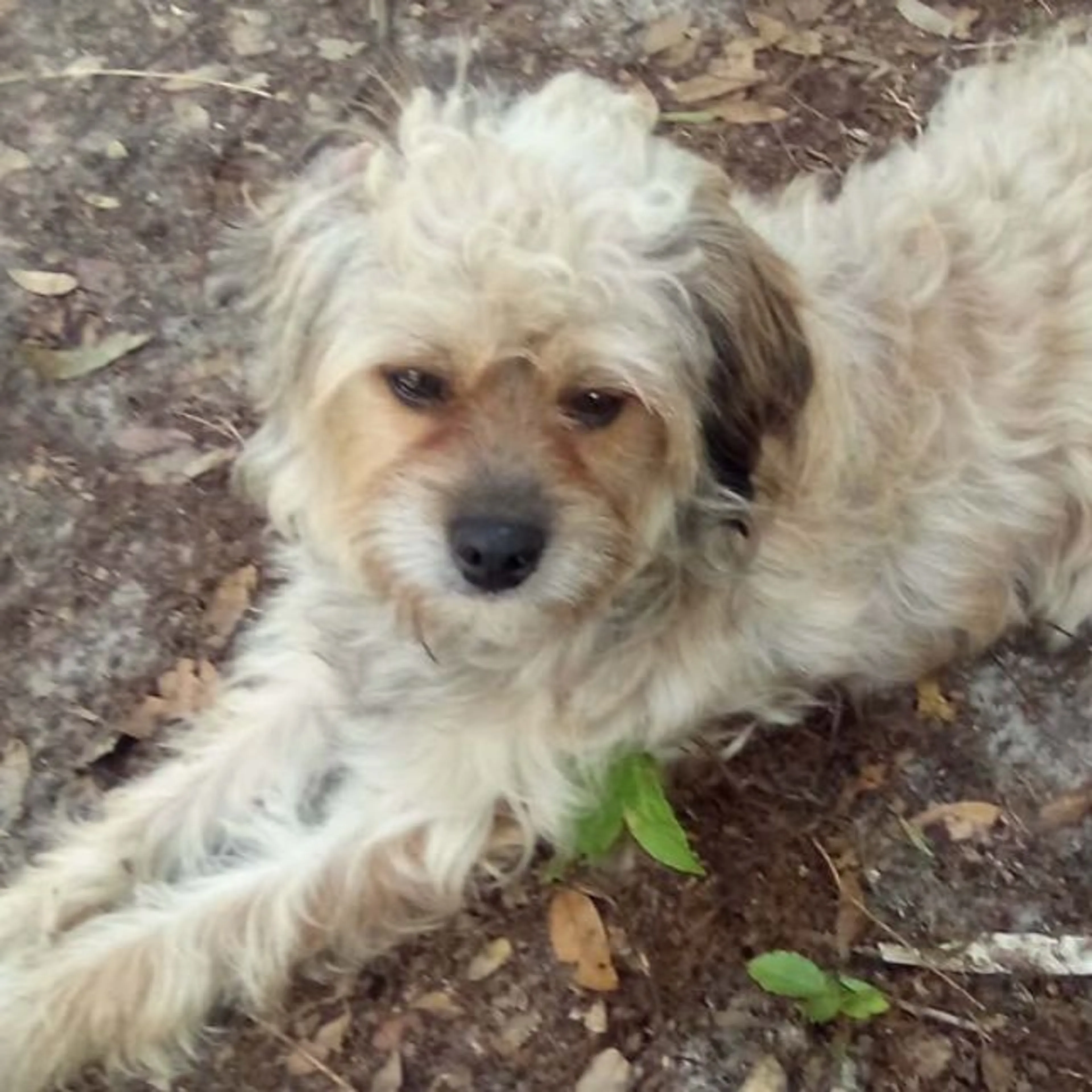 Lost pet