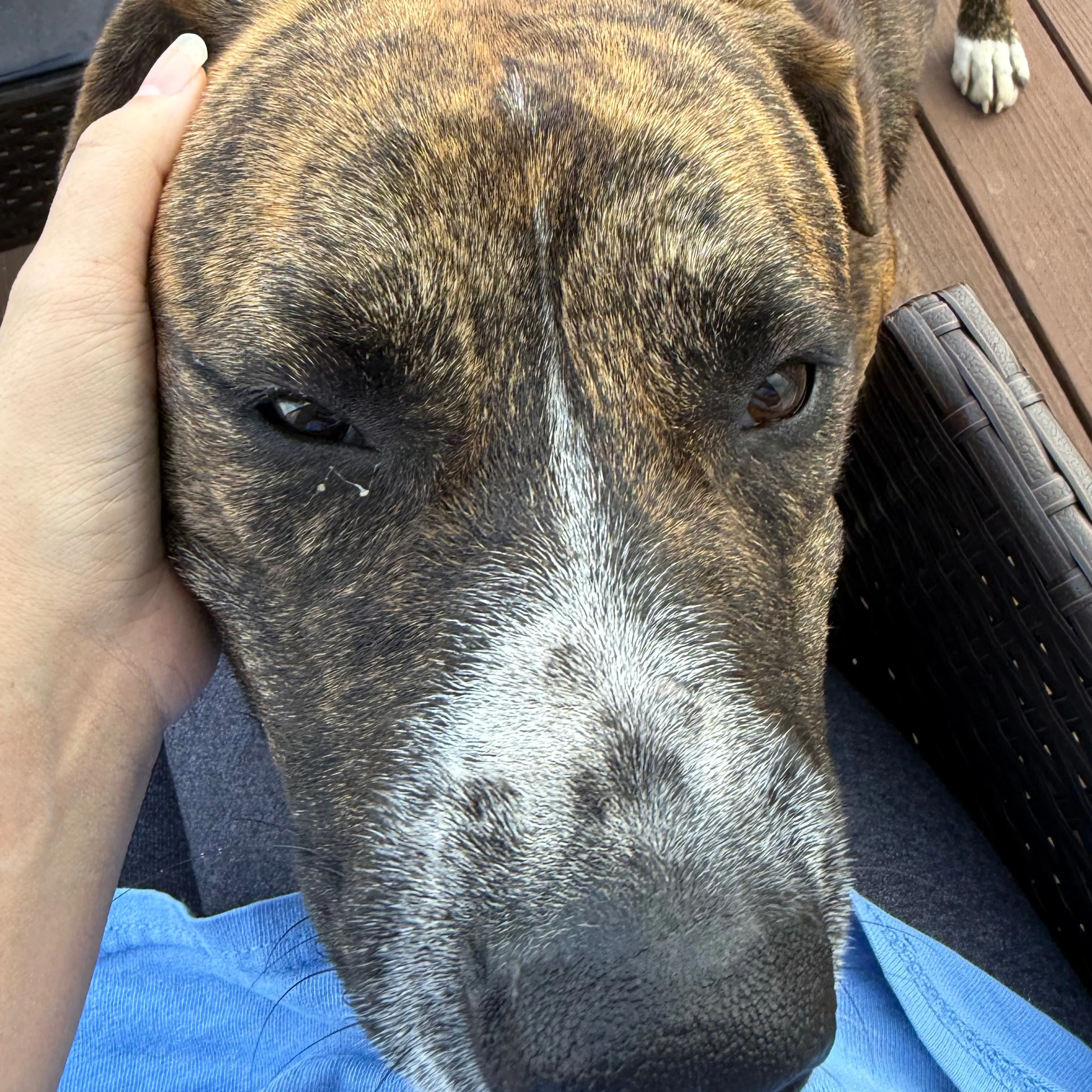 Found pet-2