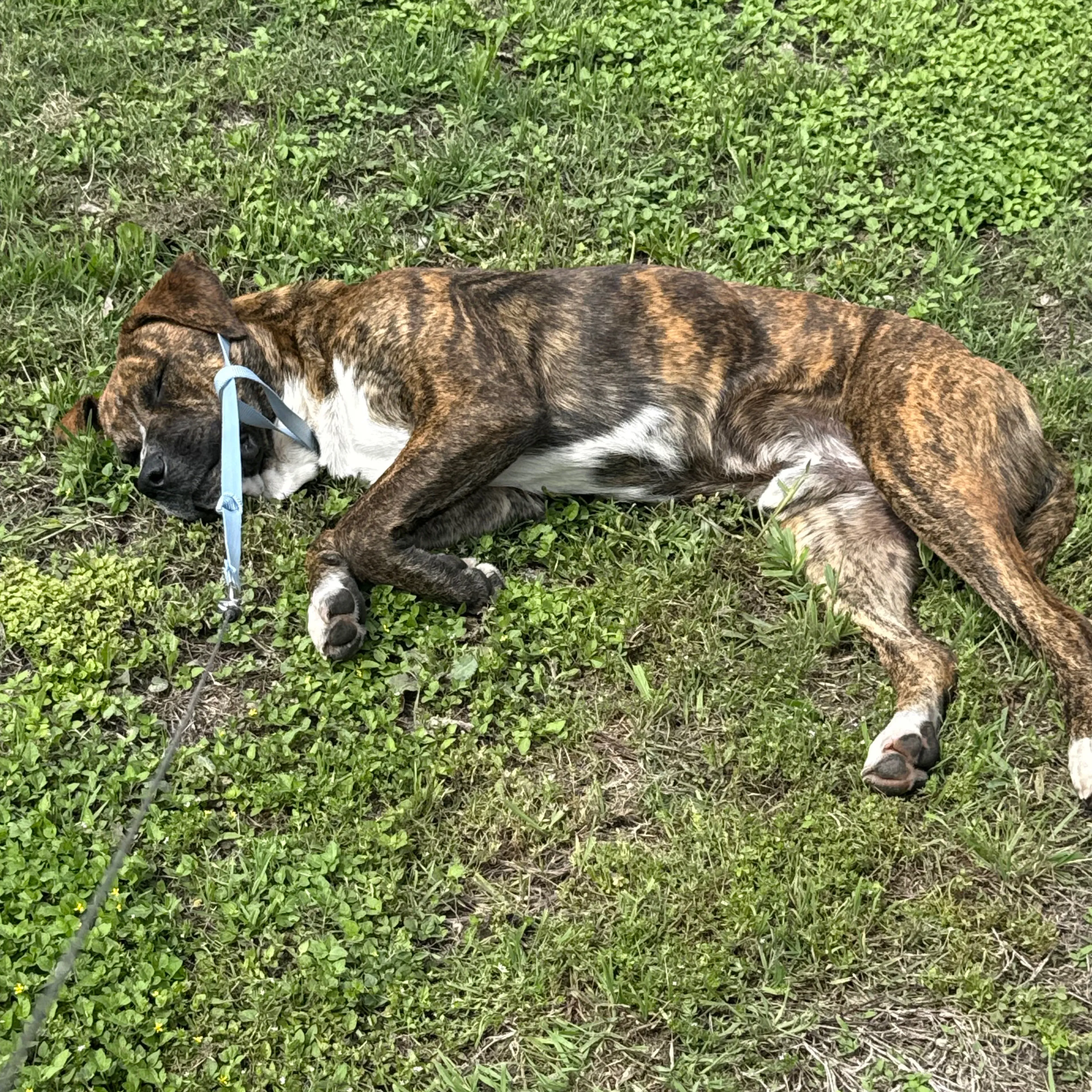 Found pet-1