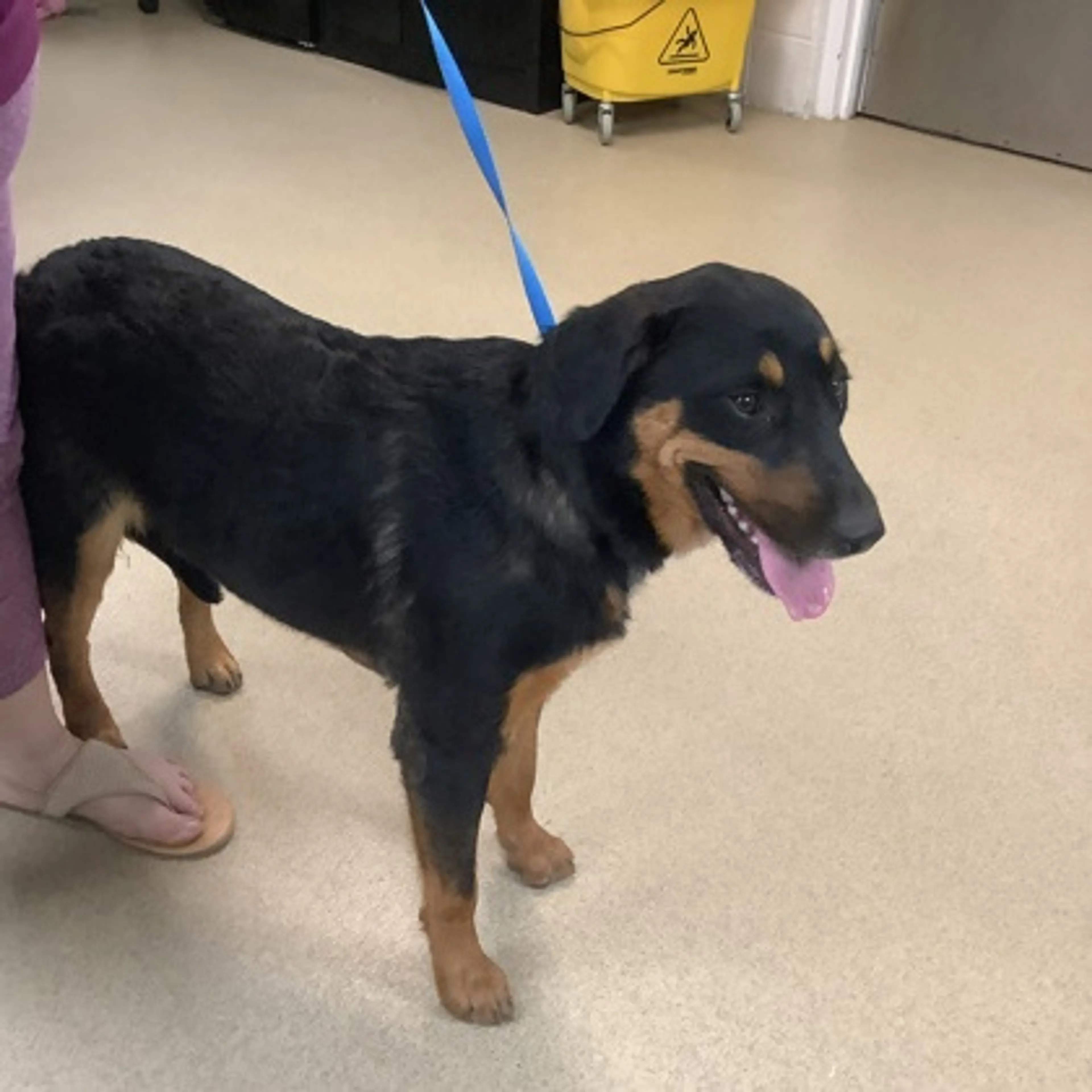 Found pet
