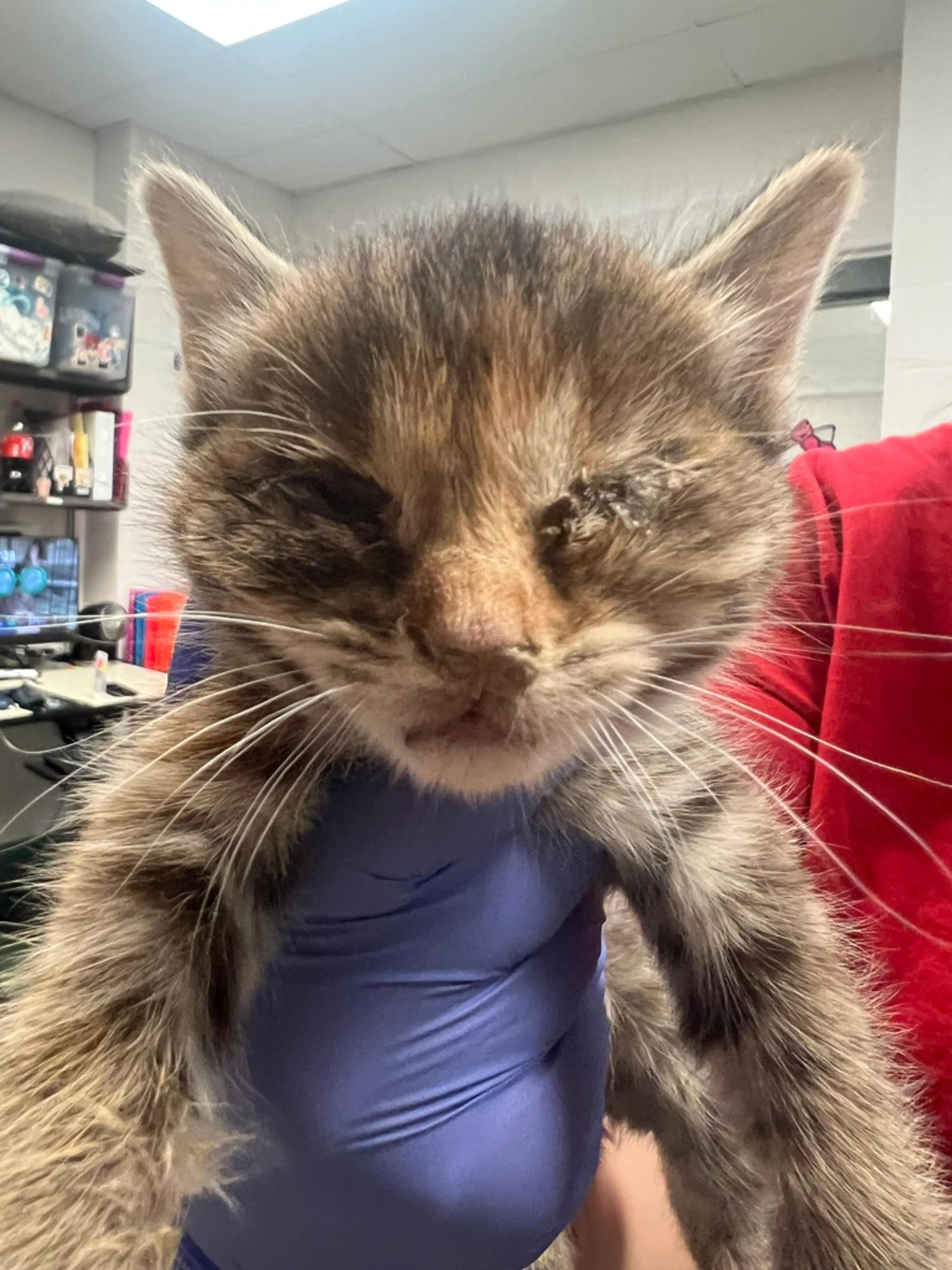 Found pet