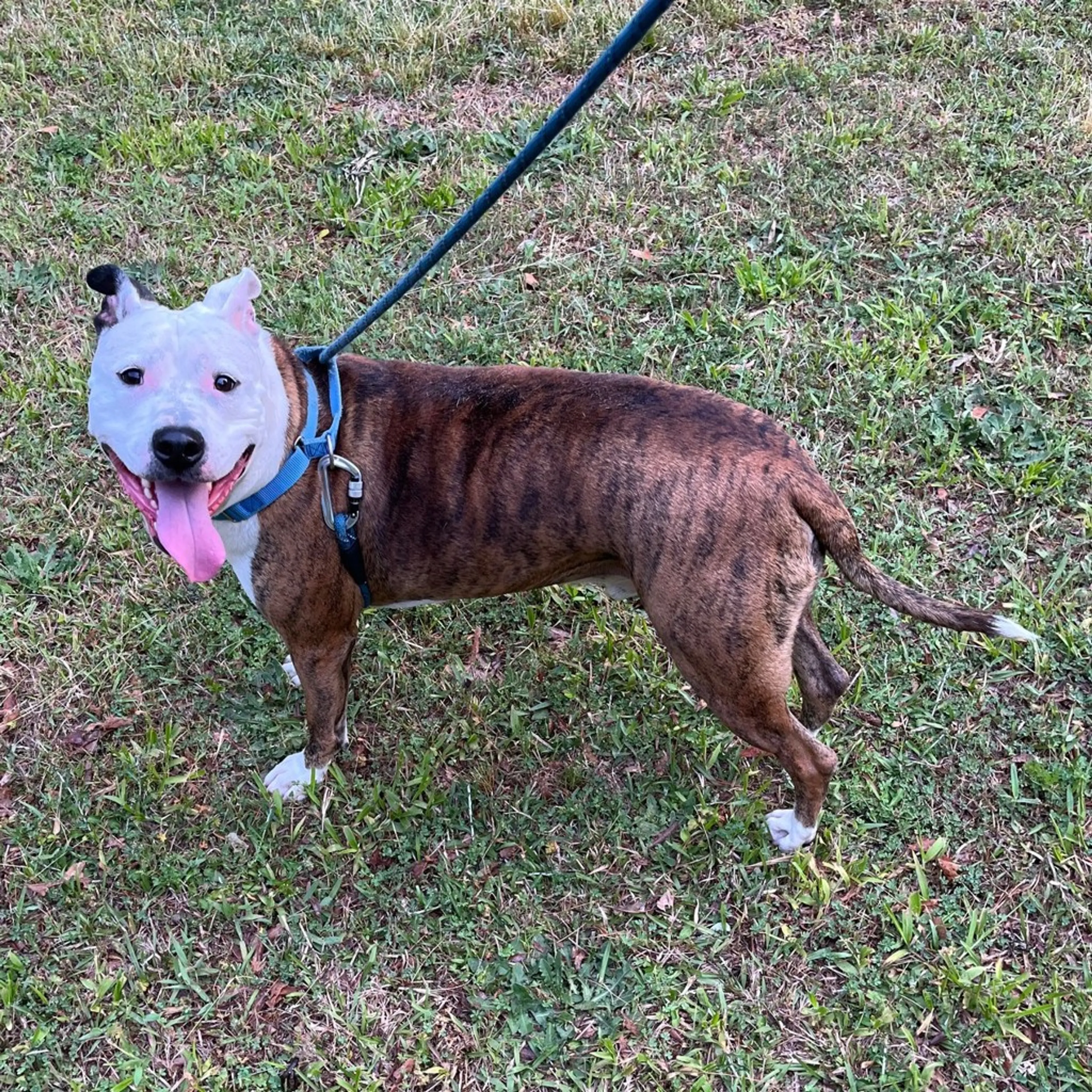 Found pet-1