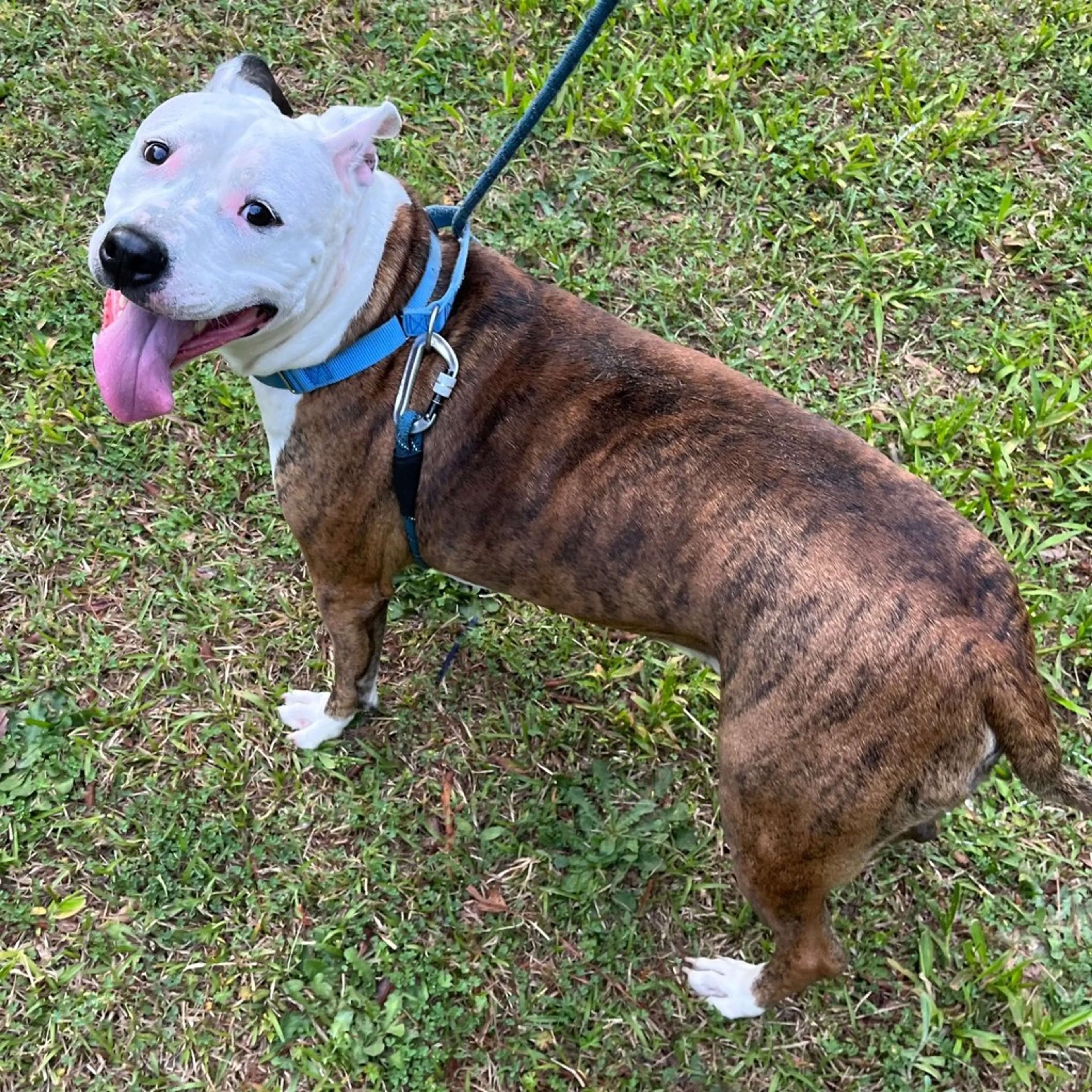 Found pet-2