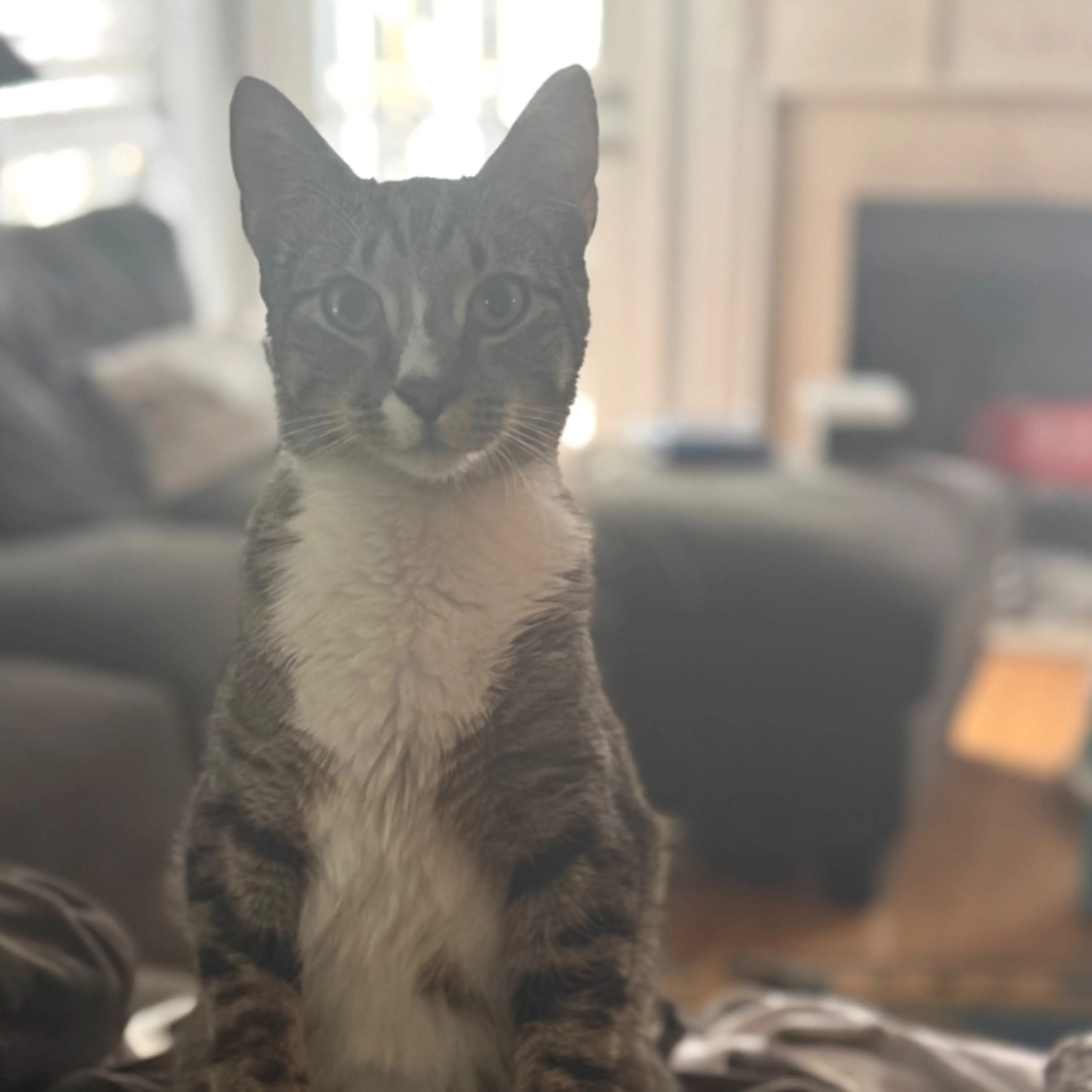 Lost pet