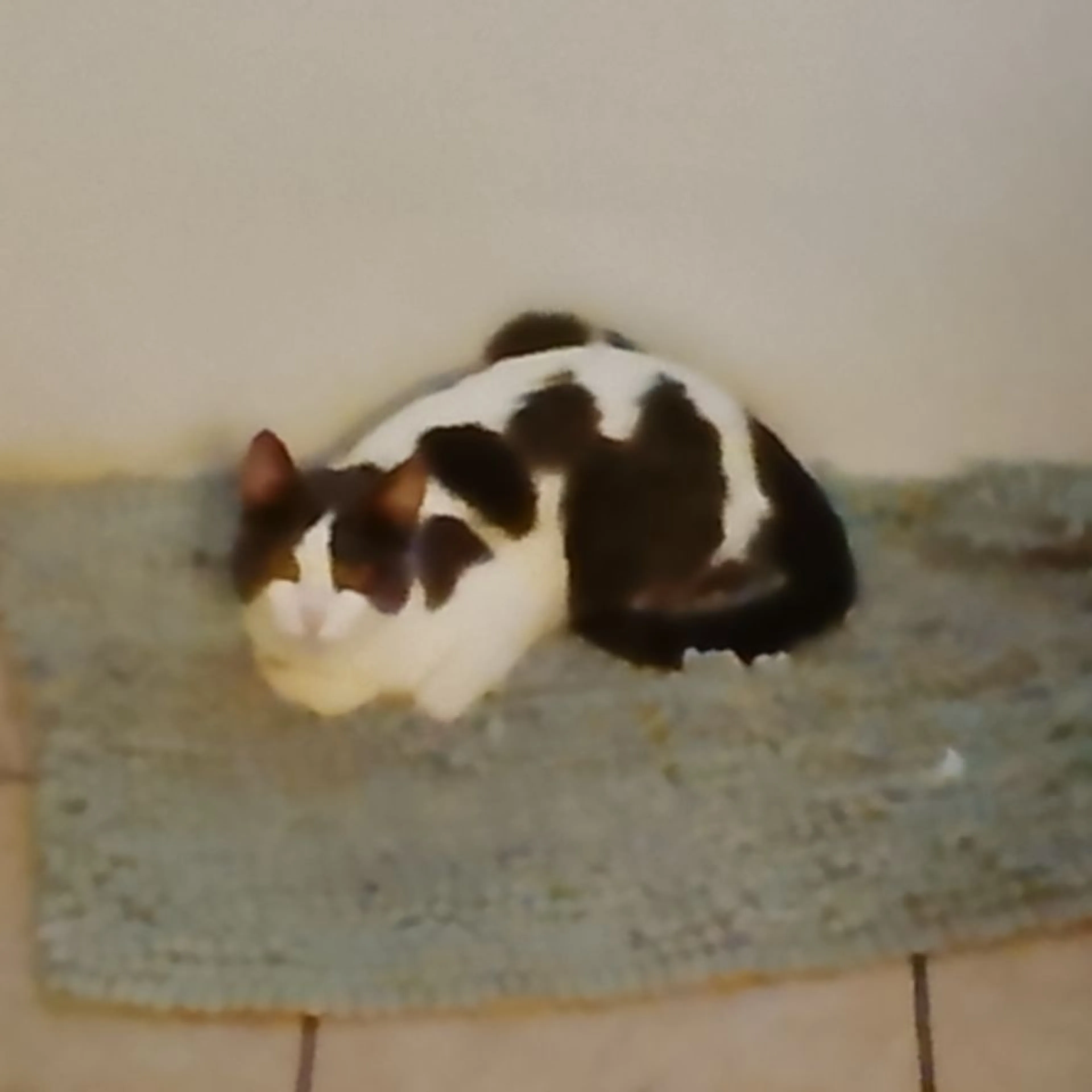 Lost pet