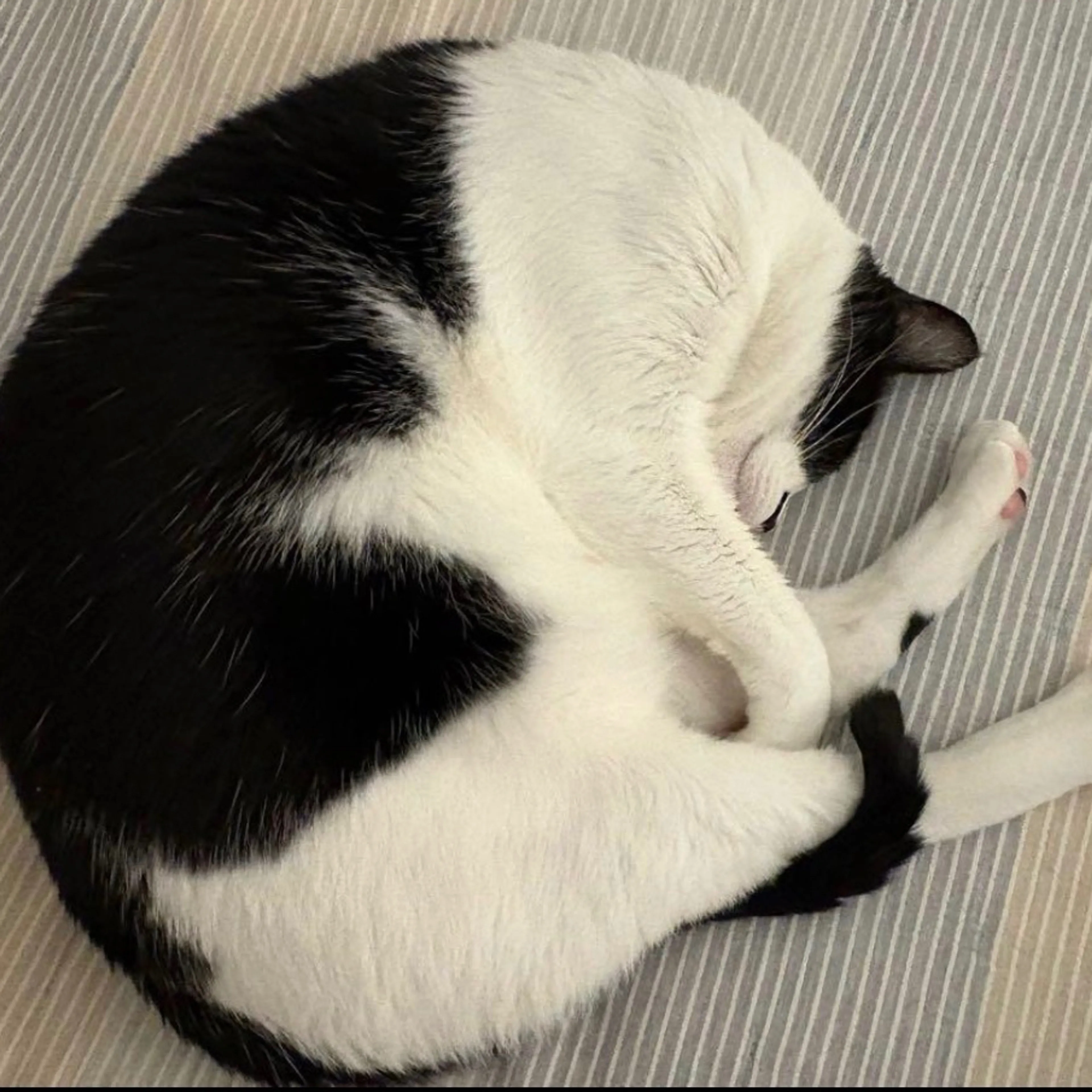 Lost pet-1