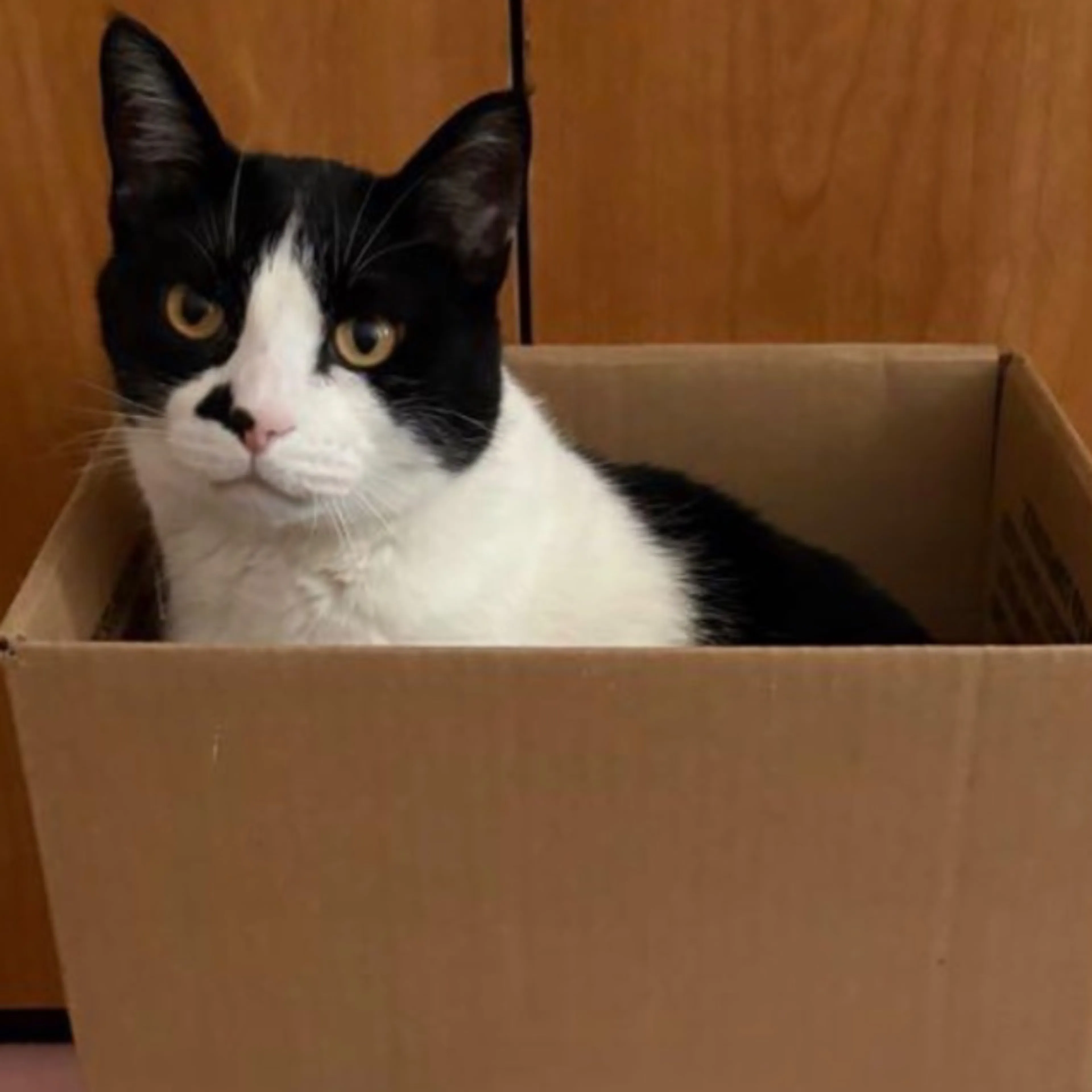Lost pet-0