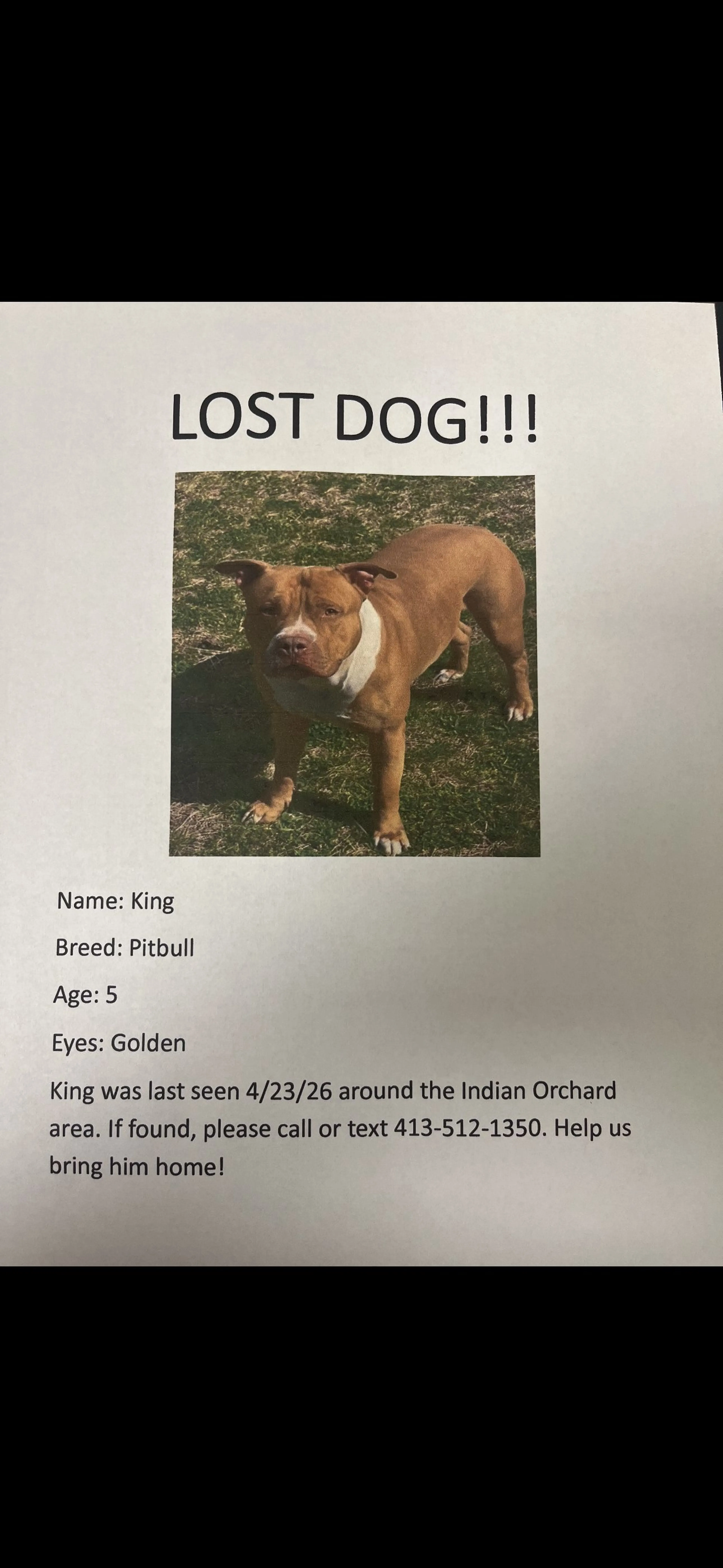 Lost pet