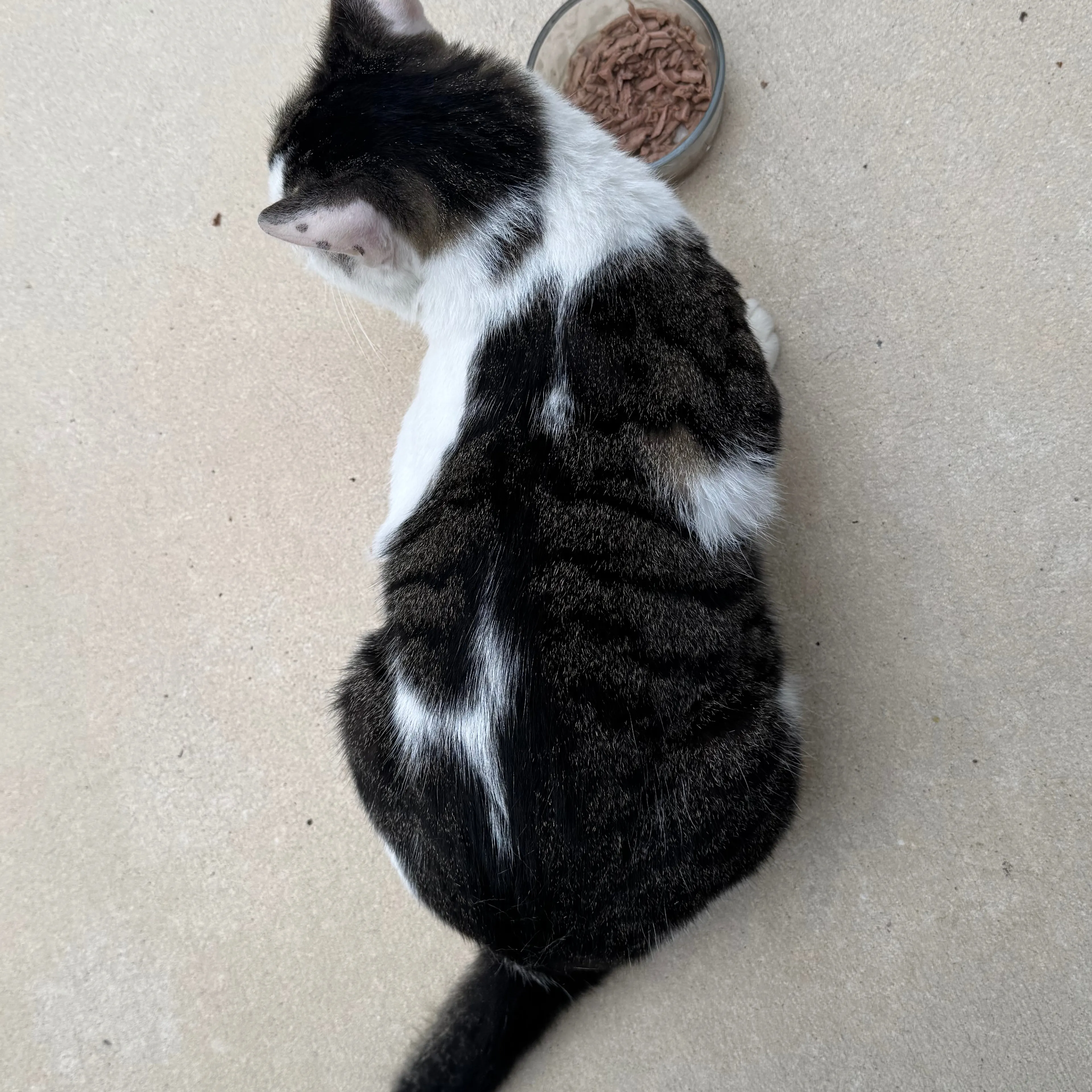 Found pet-1