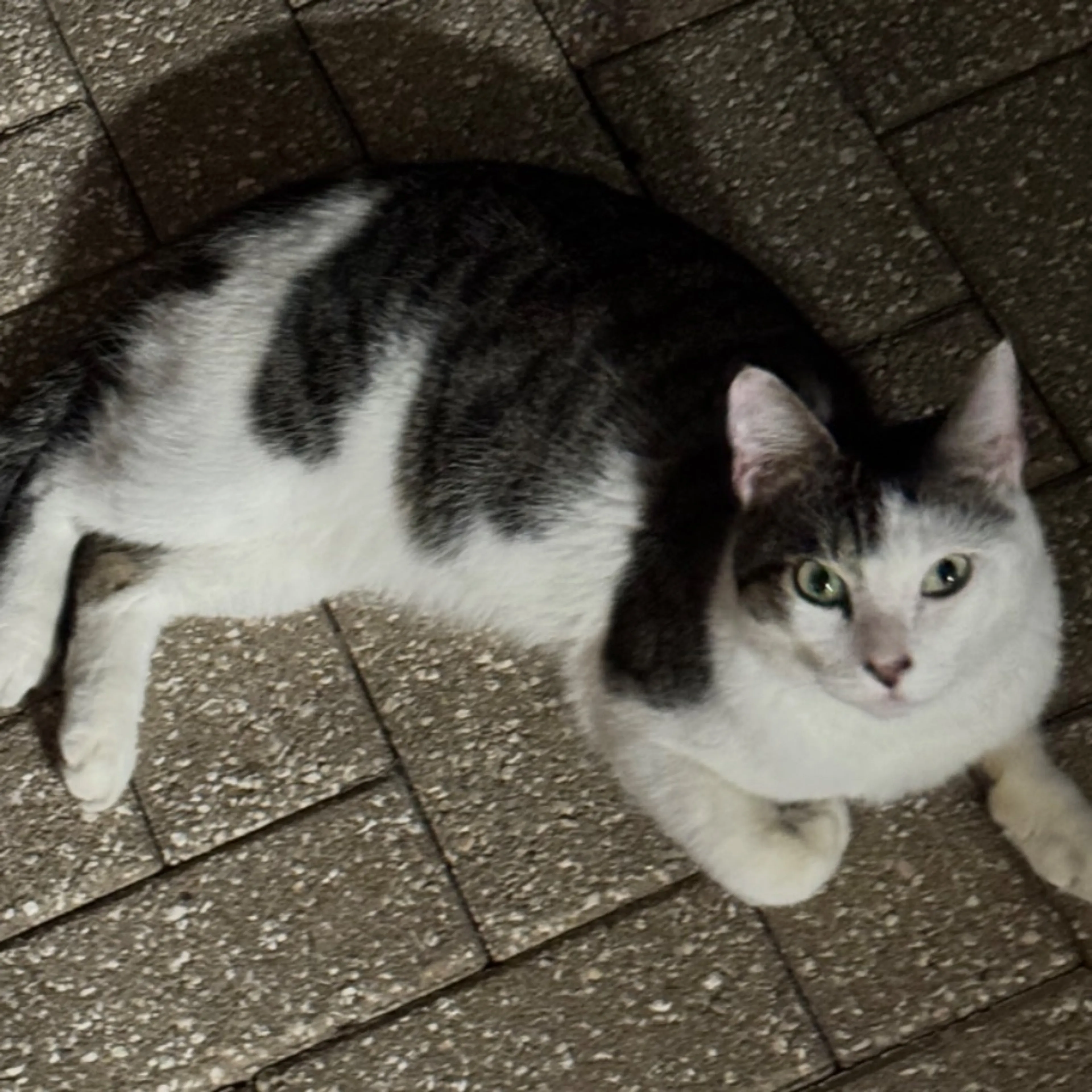 Found pet-0
