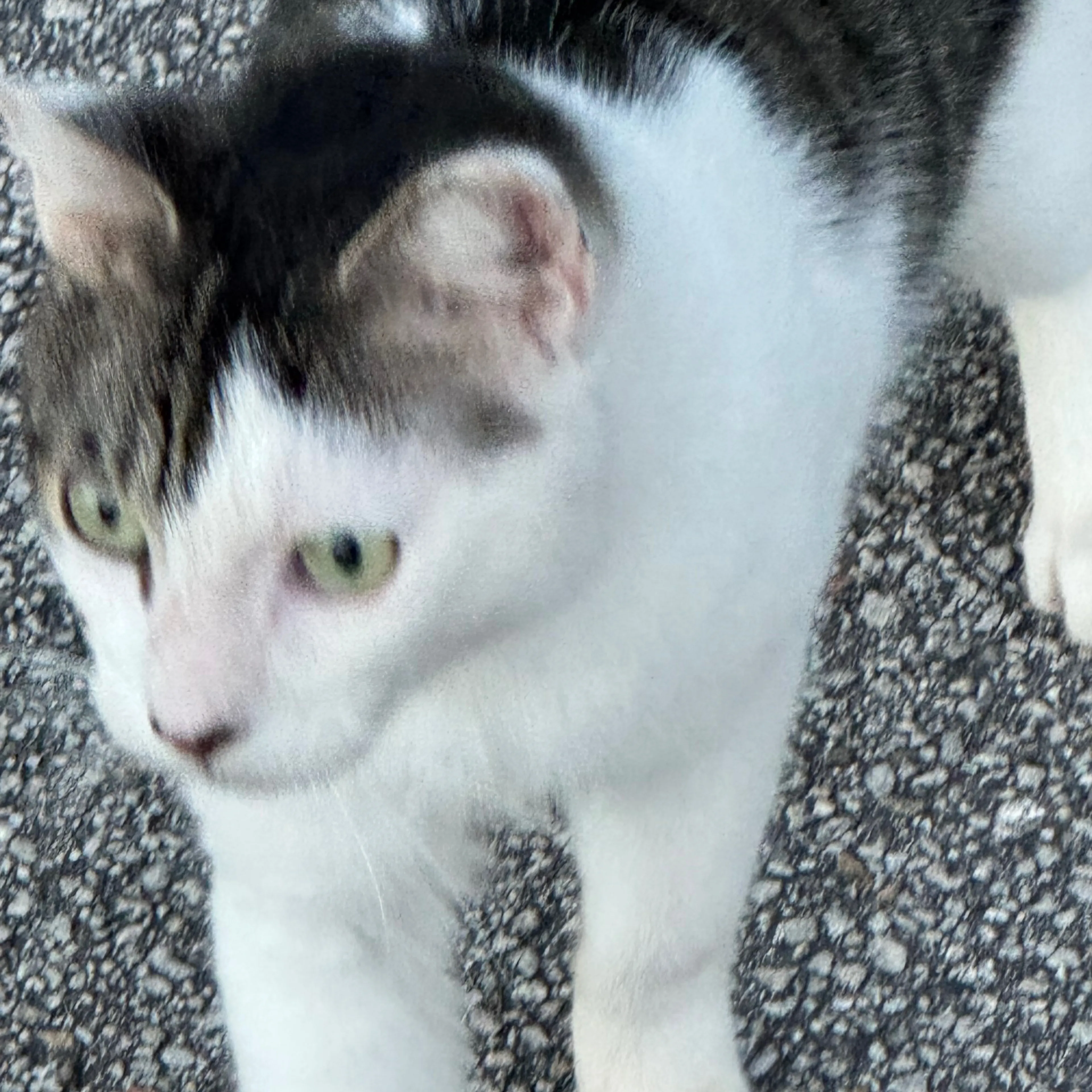 Found pet-2