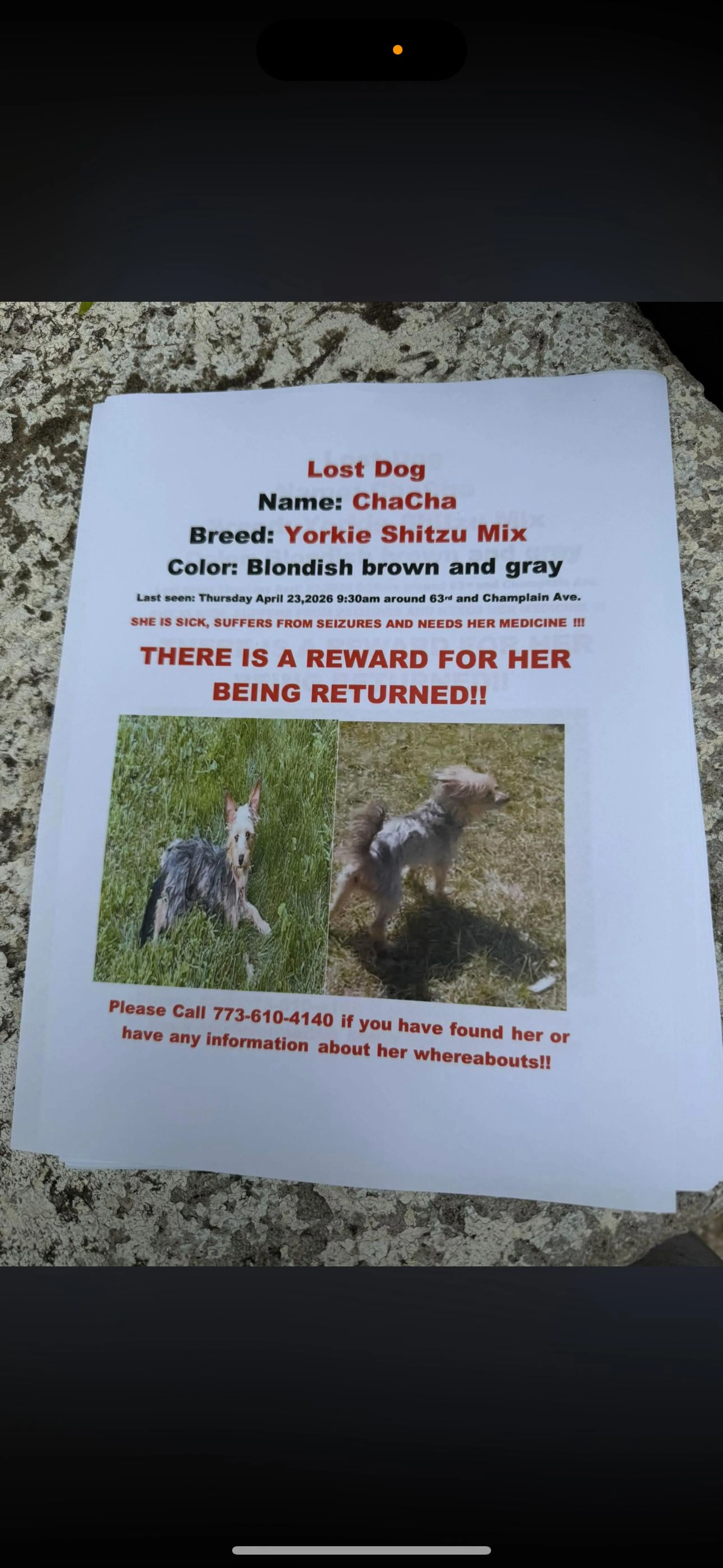 Lost pet