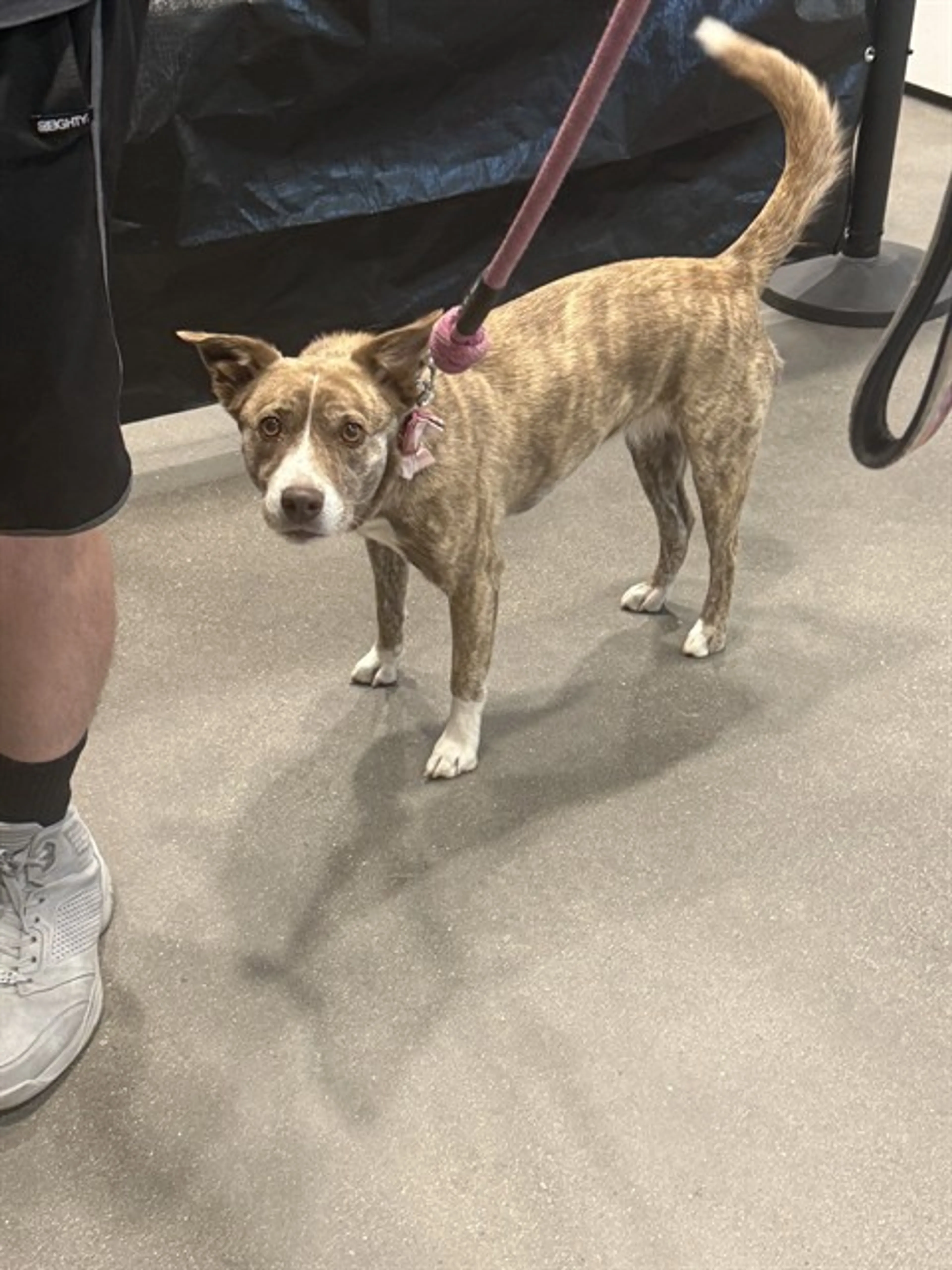 Found pet