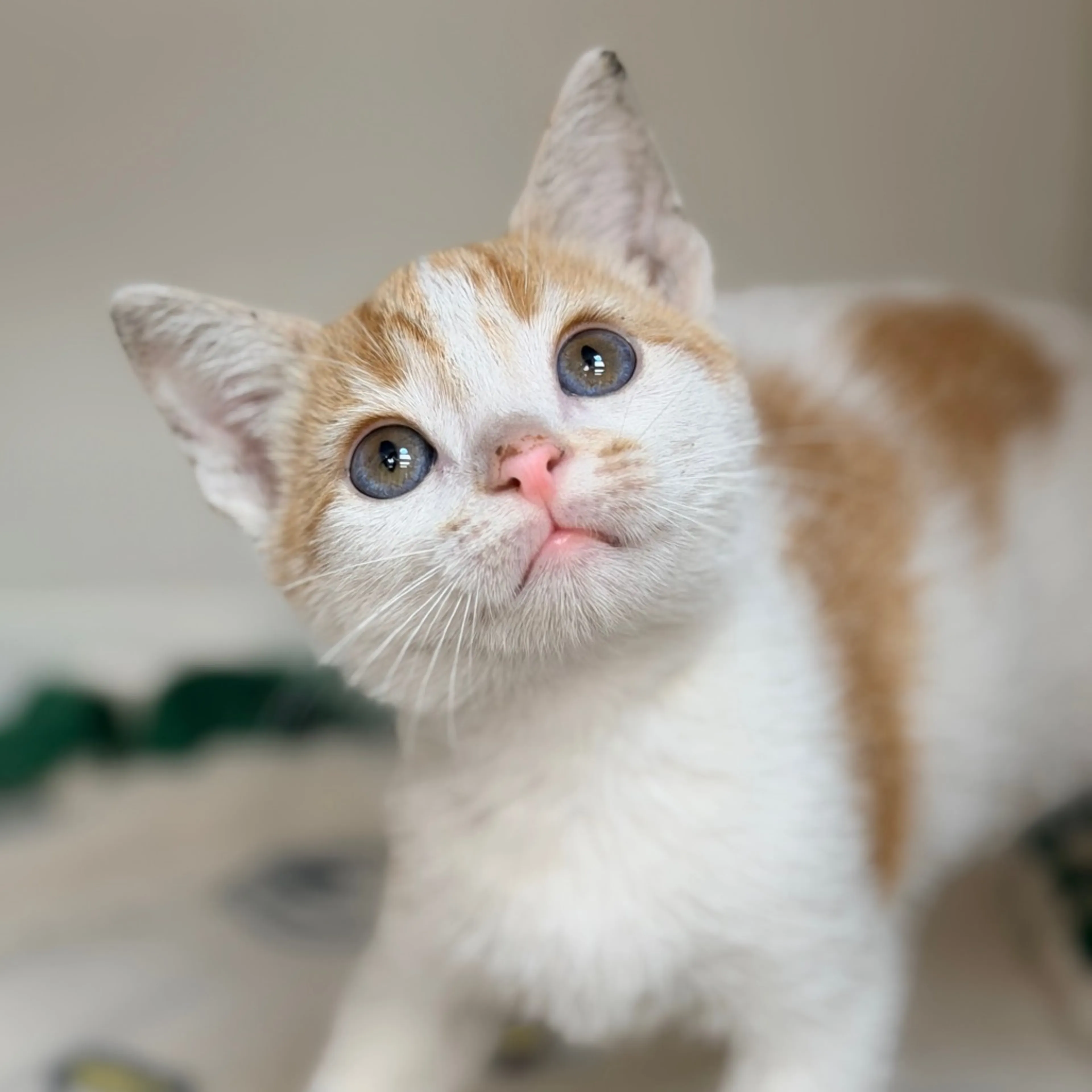 Found pet-0