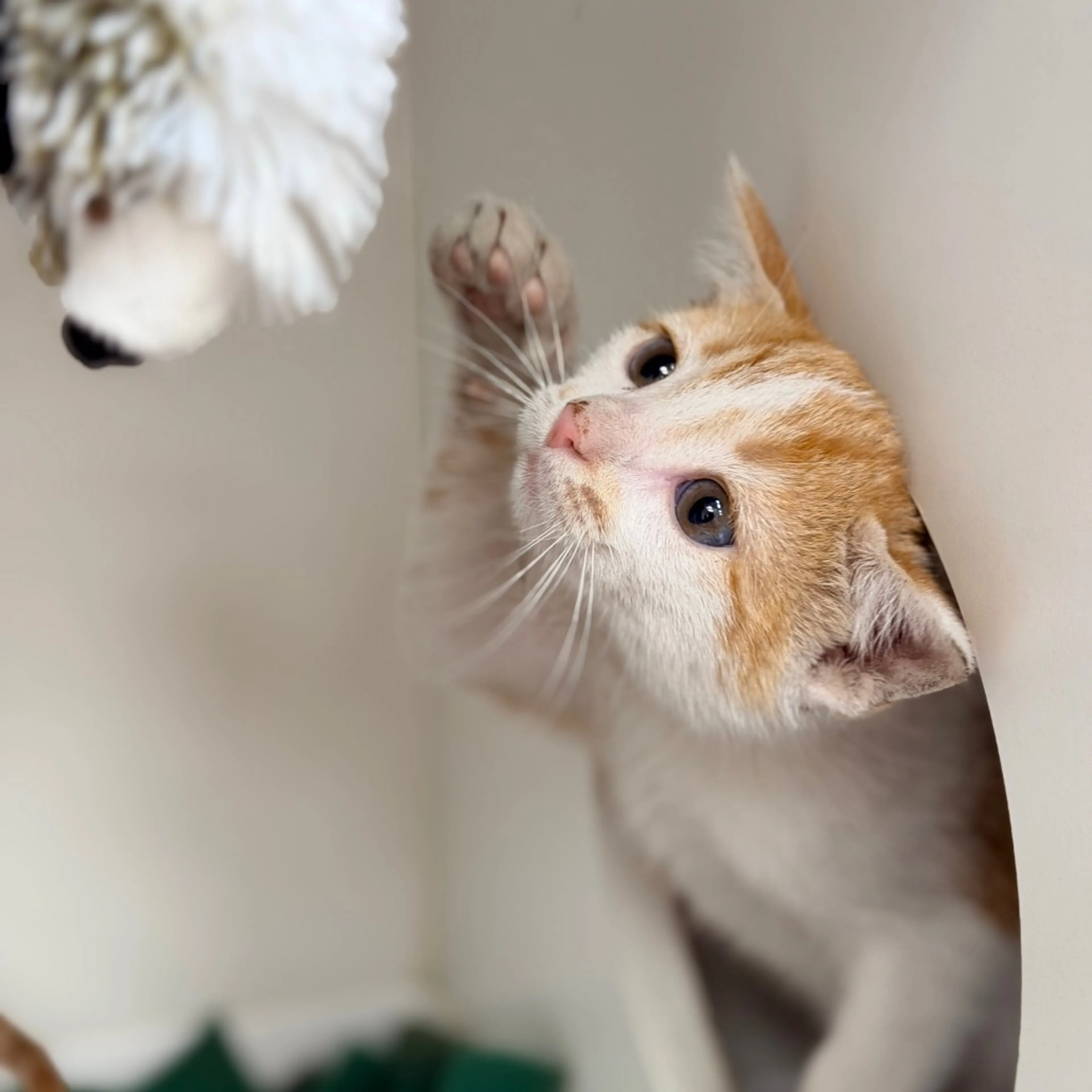 Found pet-1