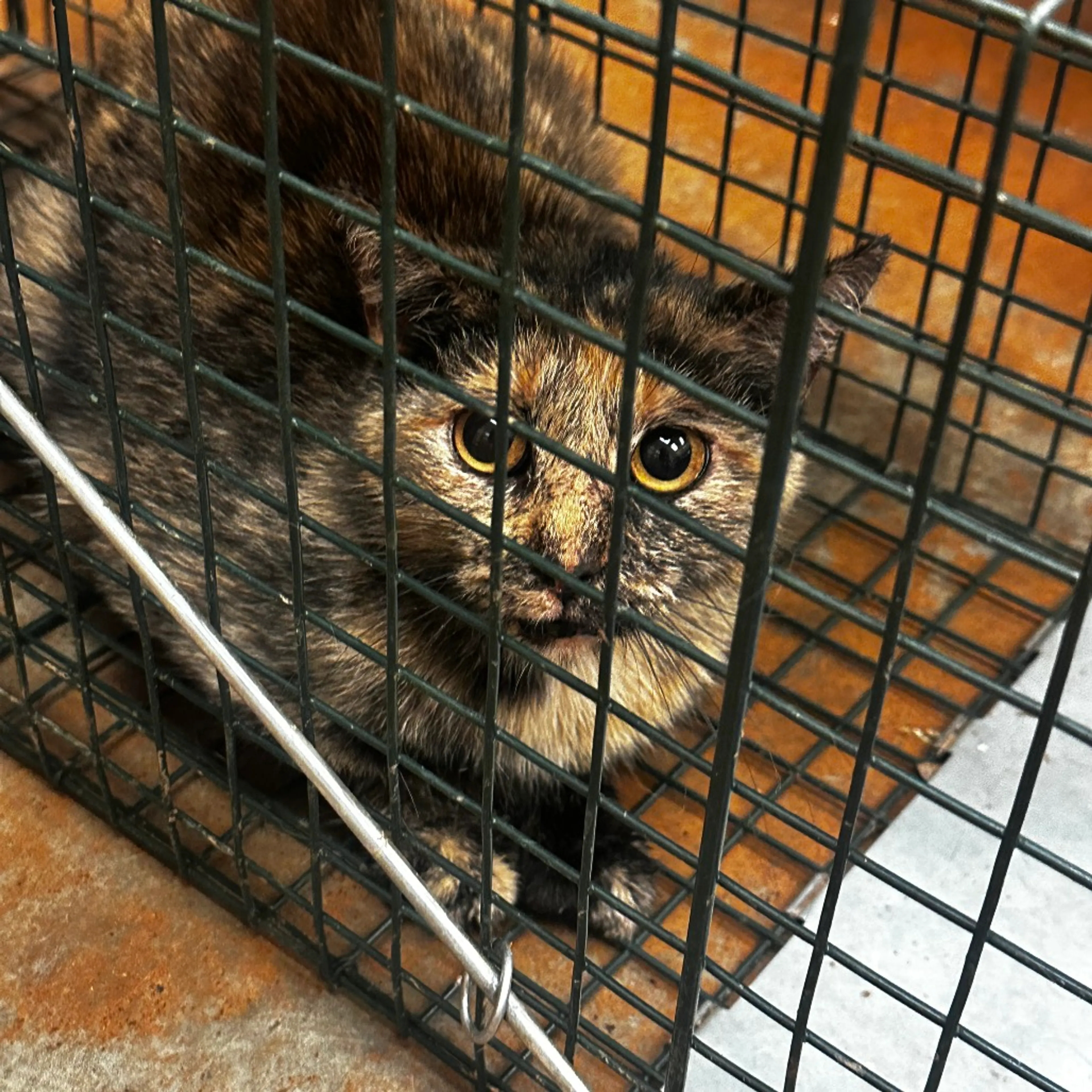 Found pet