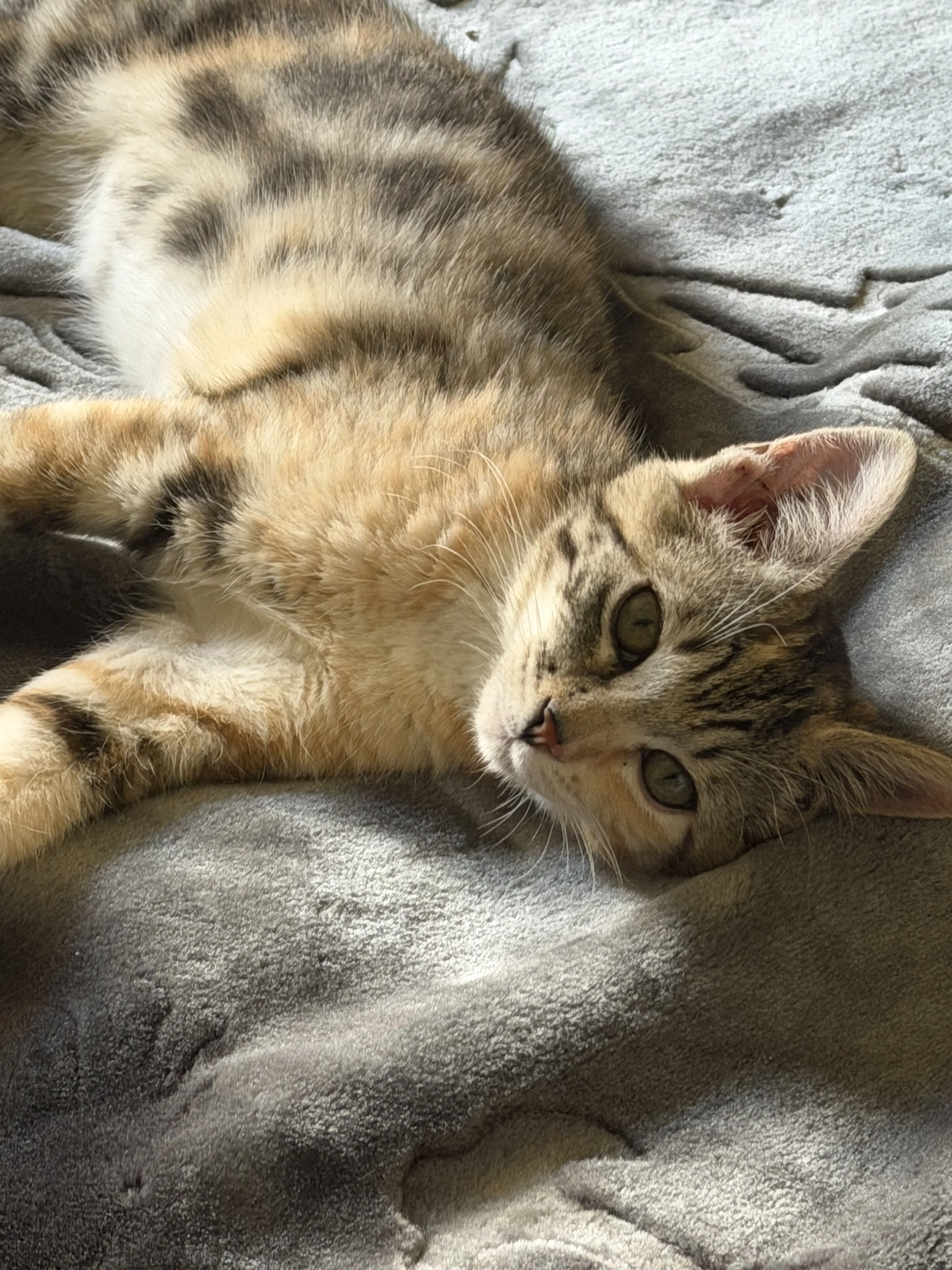Lost pet-2