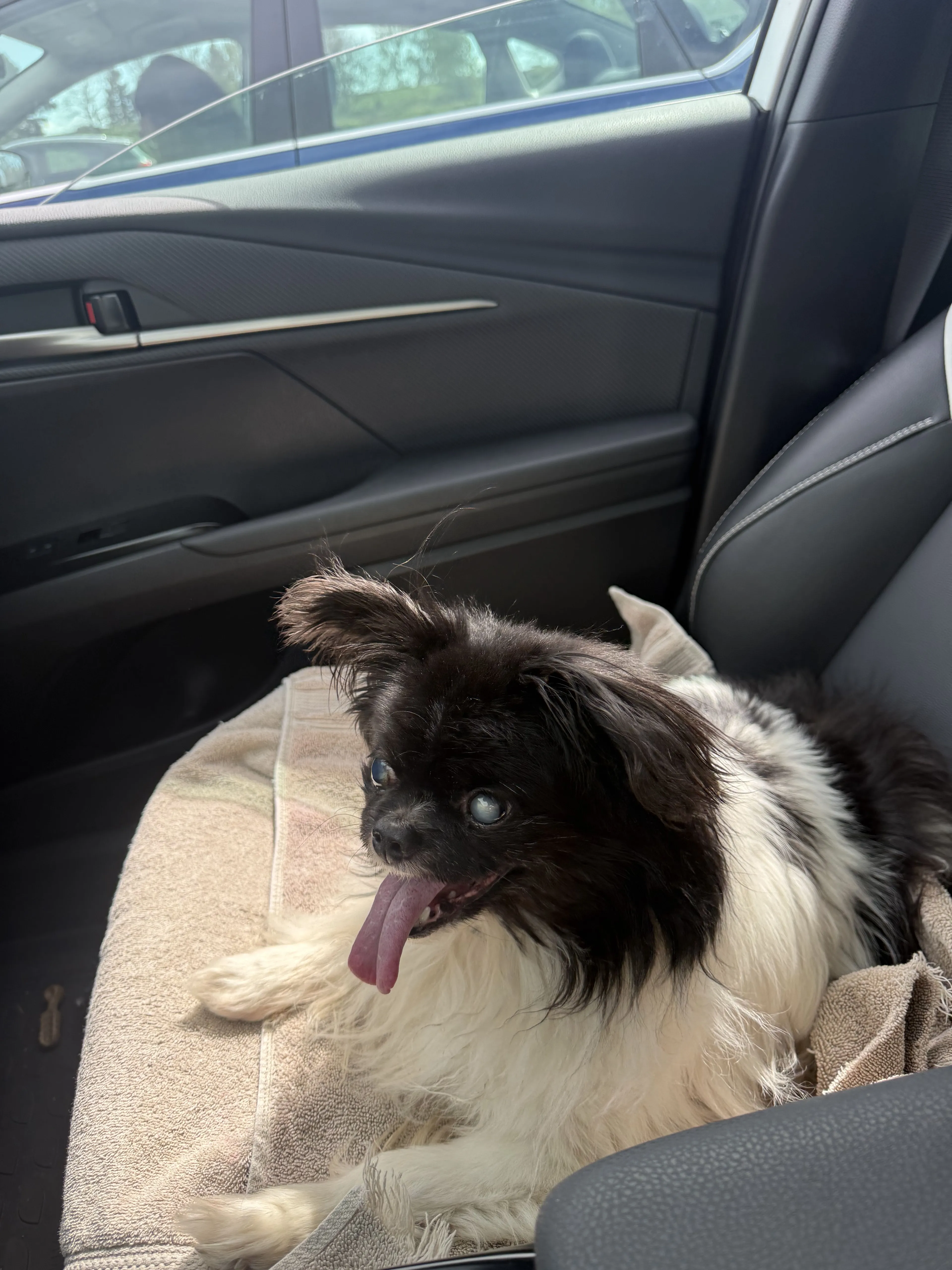 Lost pet