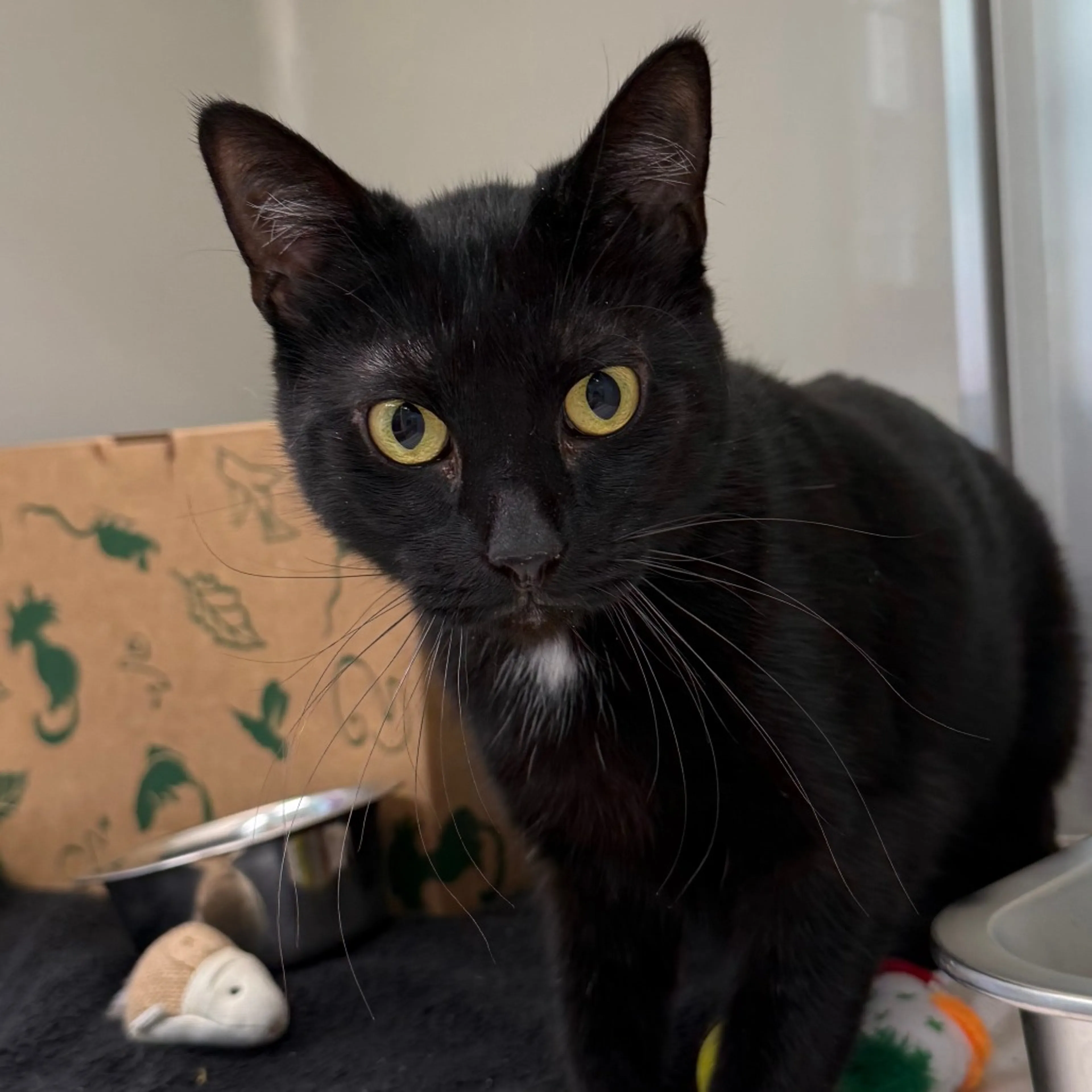 Found pet-2