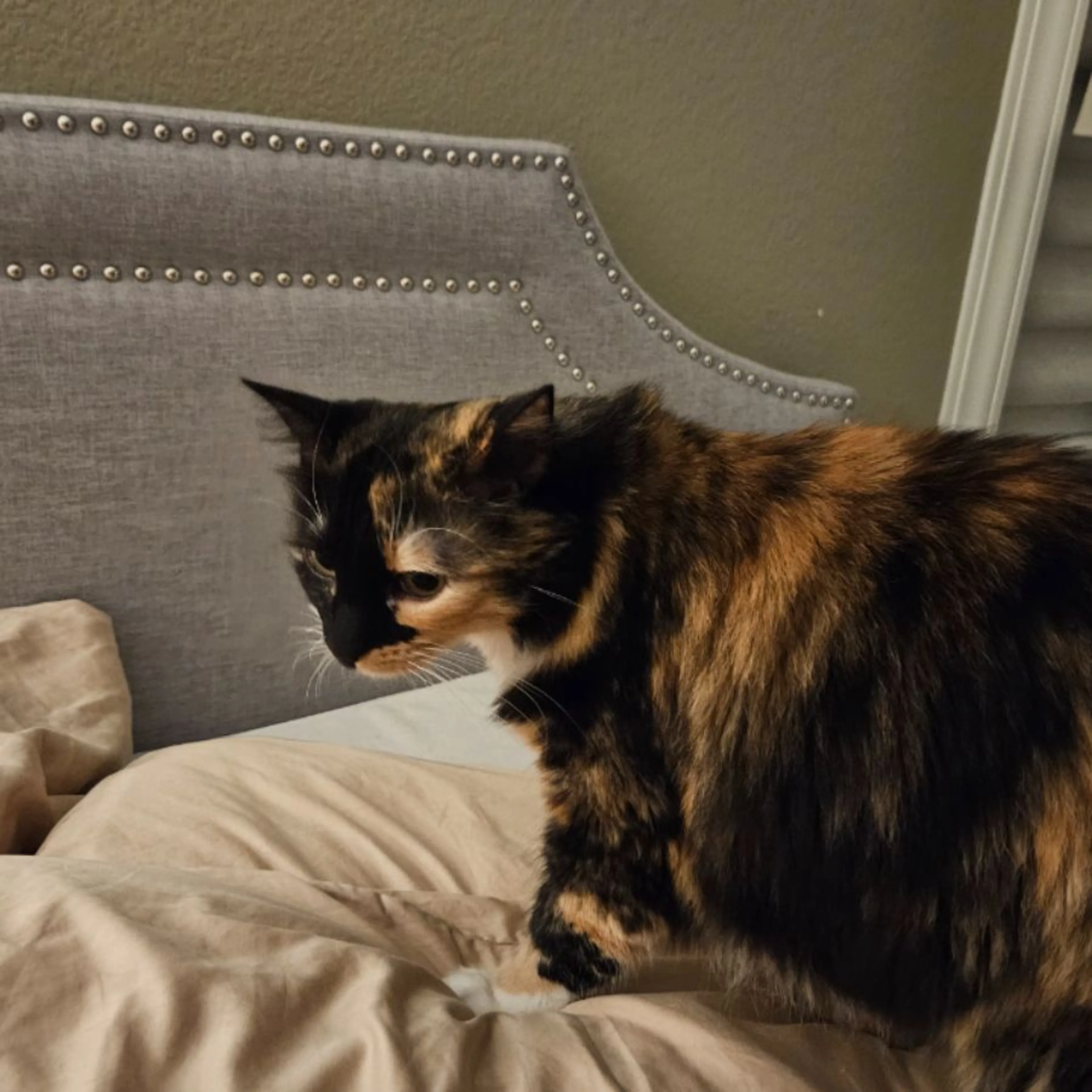 Lost pet