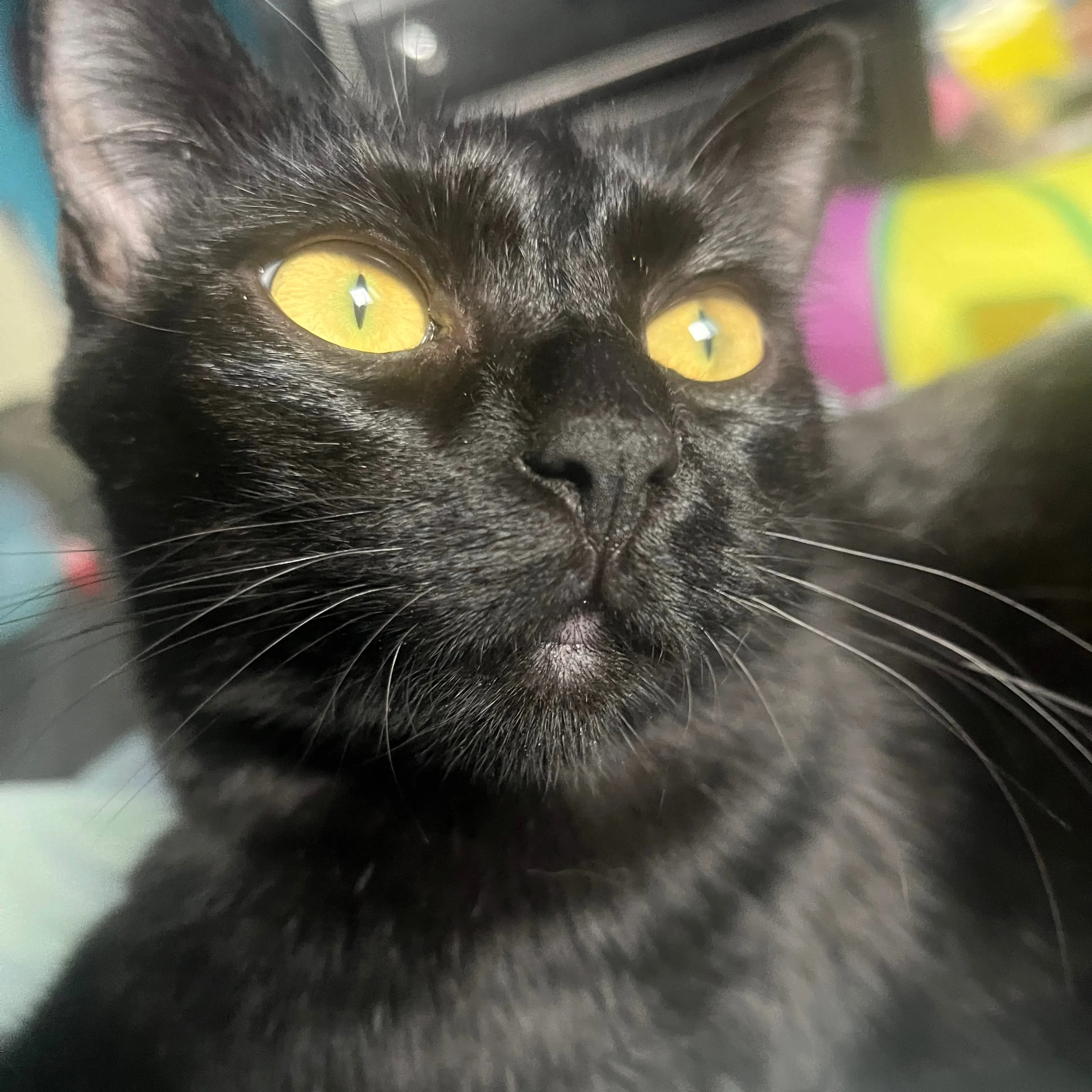 Lost pet-2