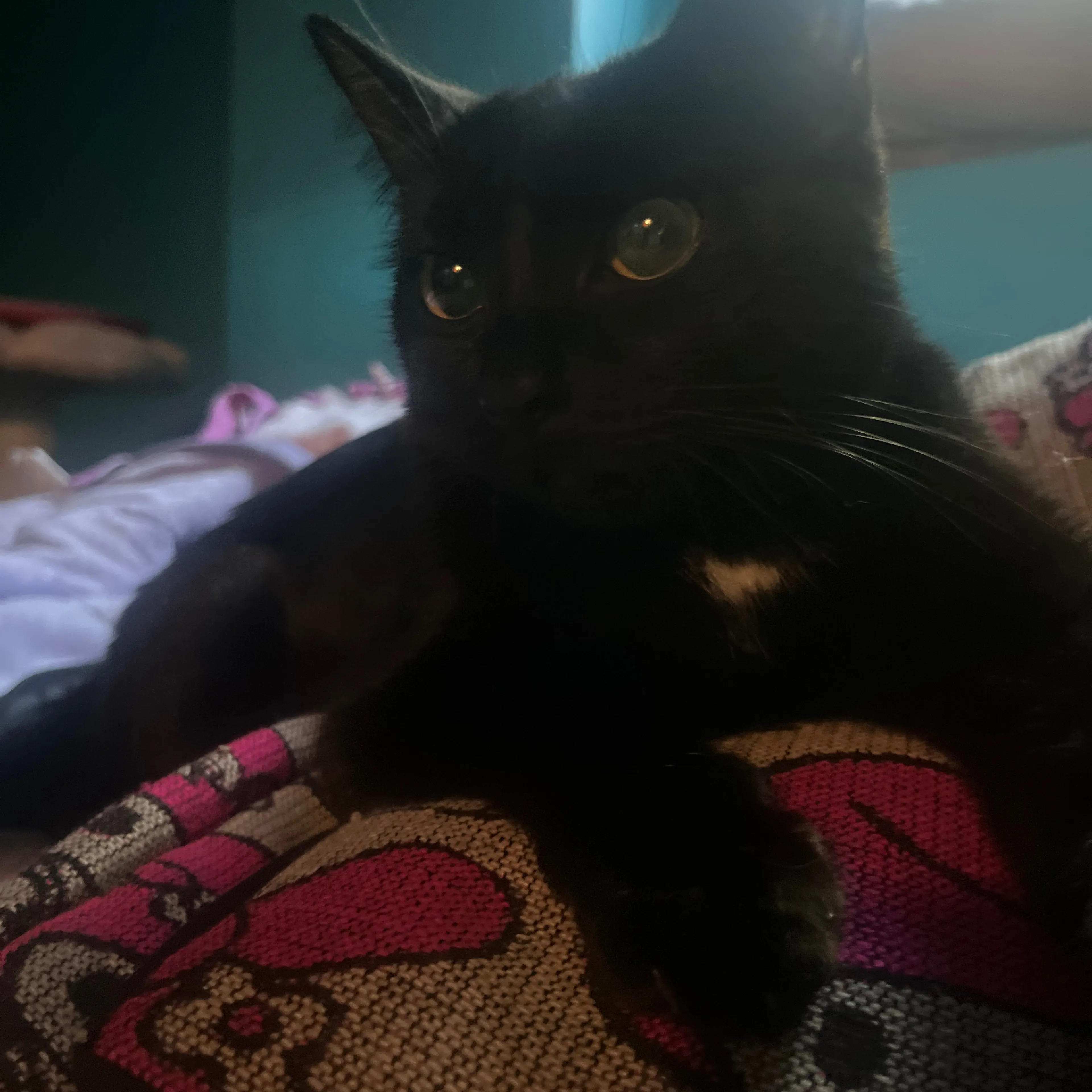 Lost pet-1