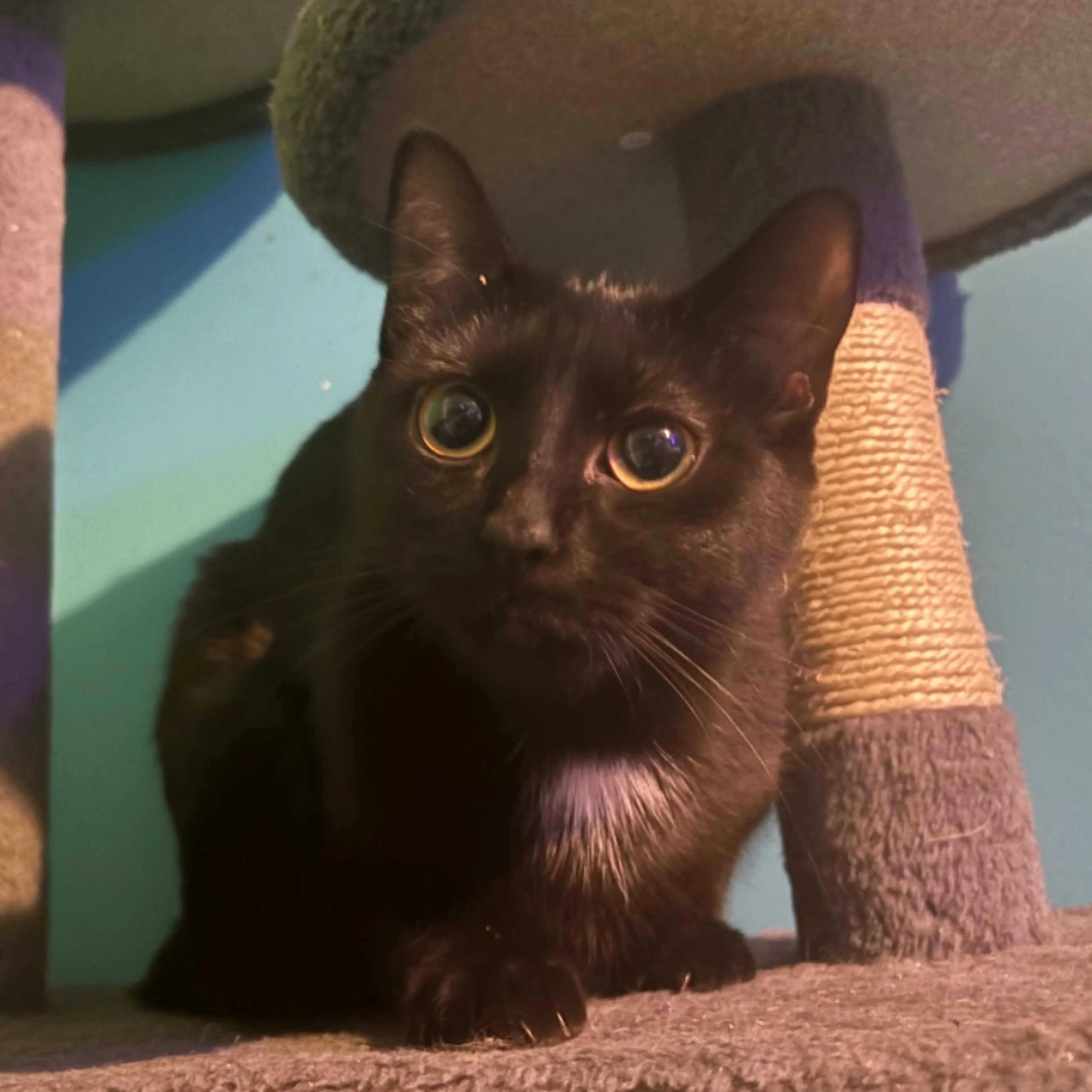 Lost pet-0