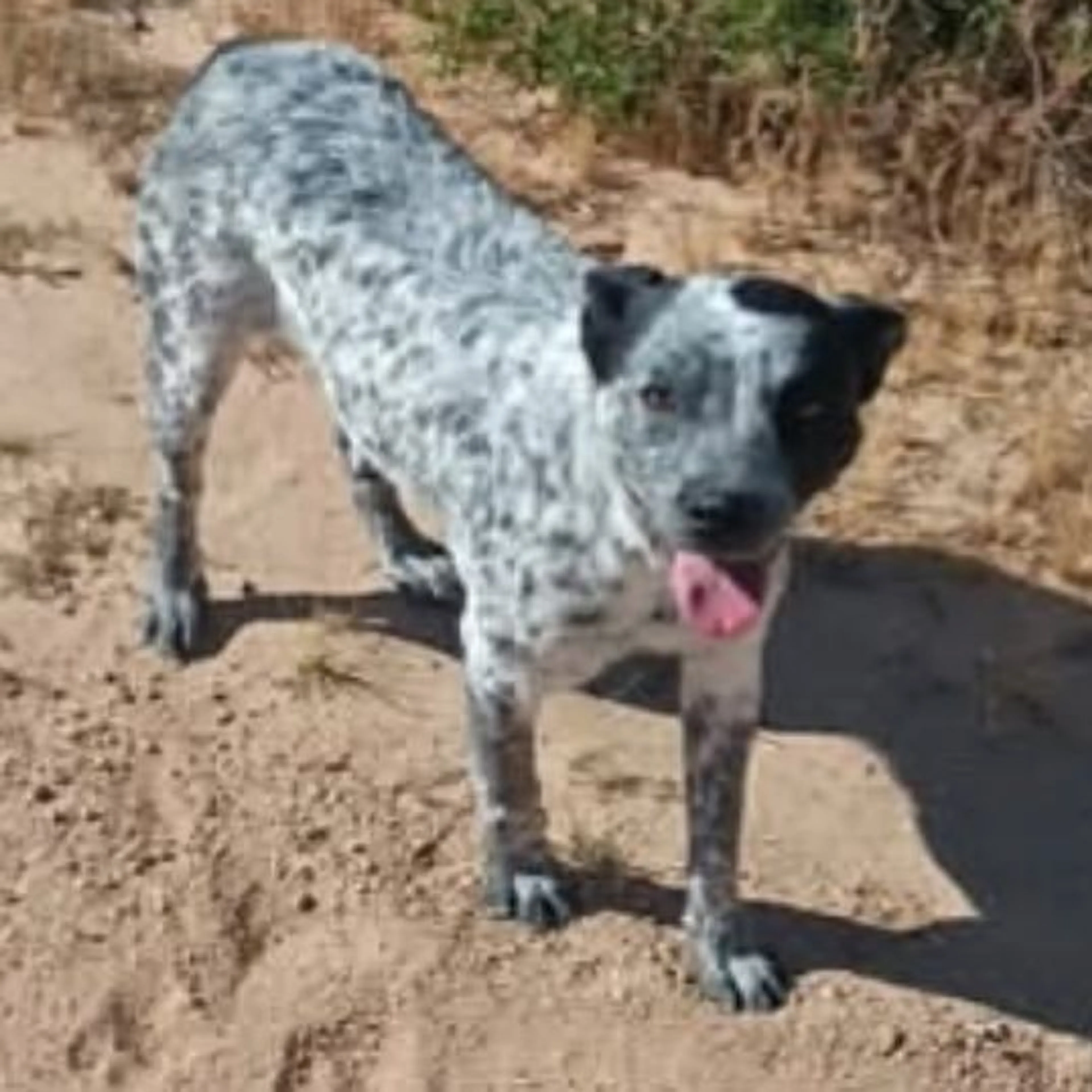 Lost pet
