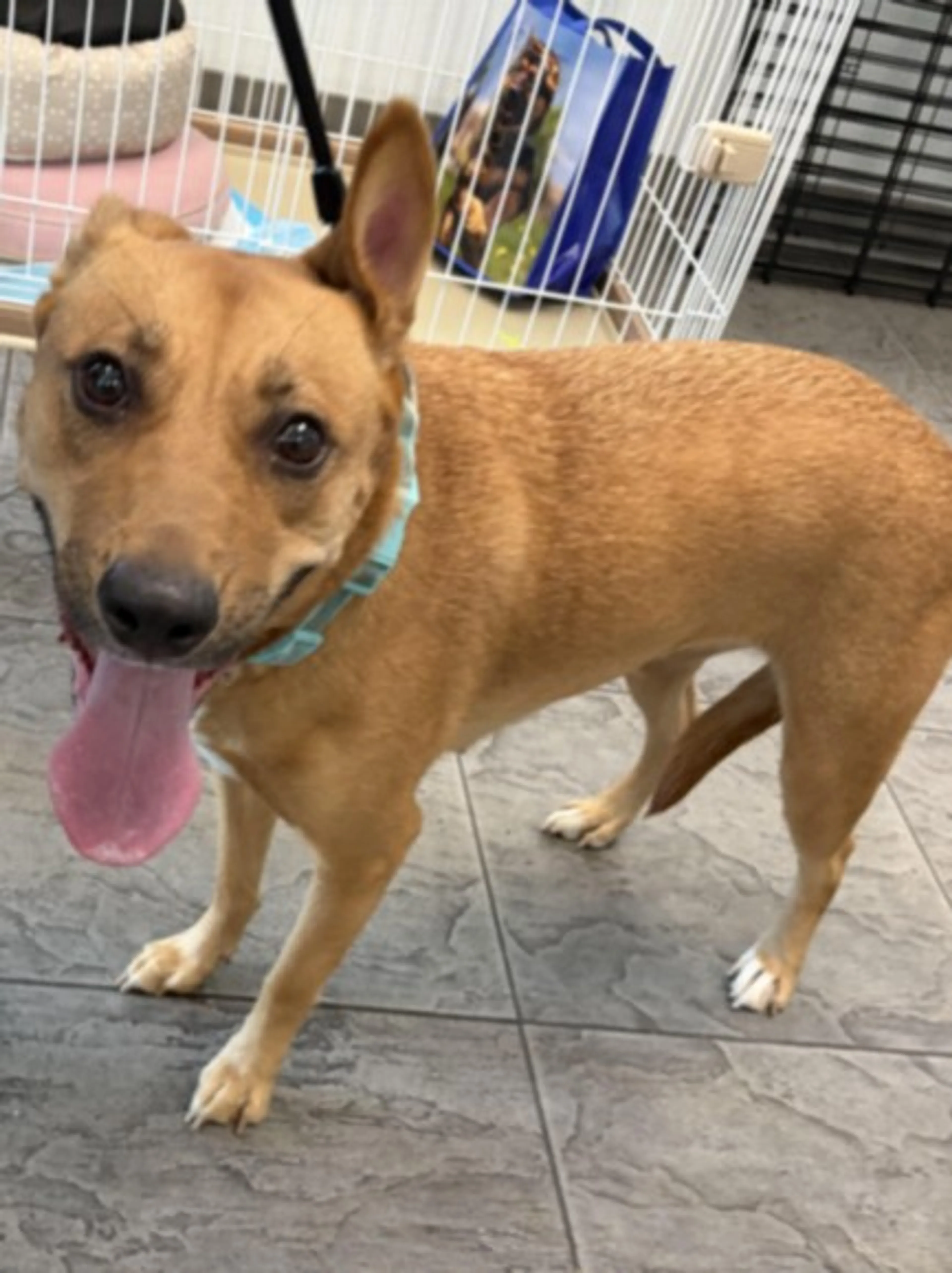 Found pet
