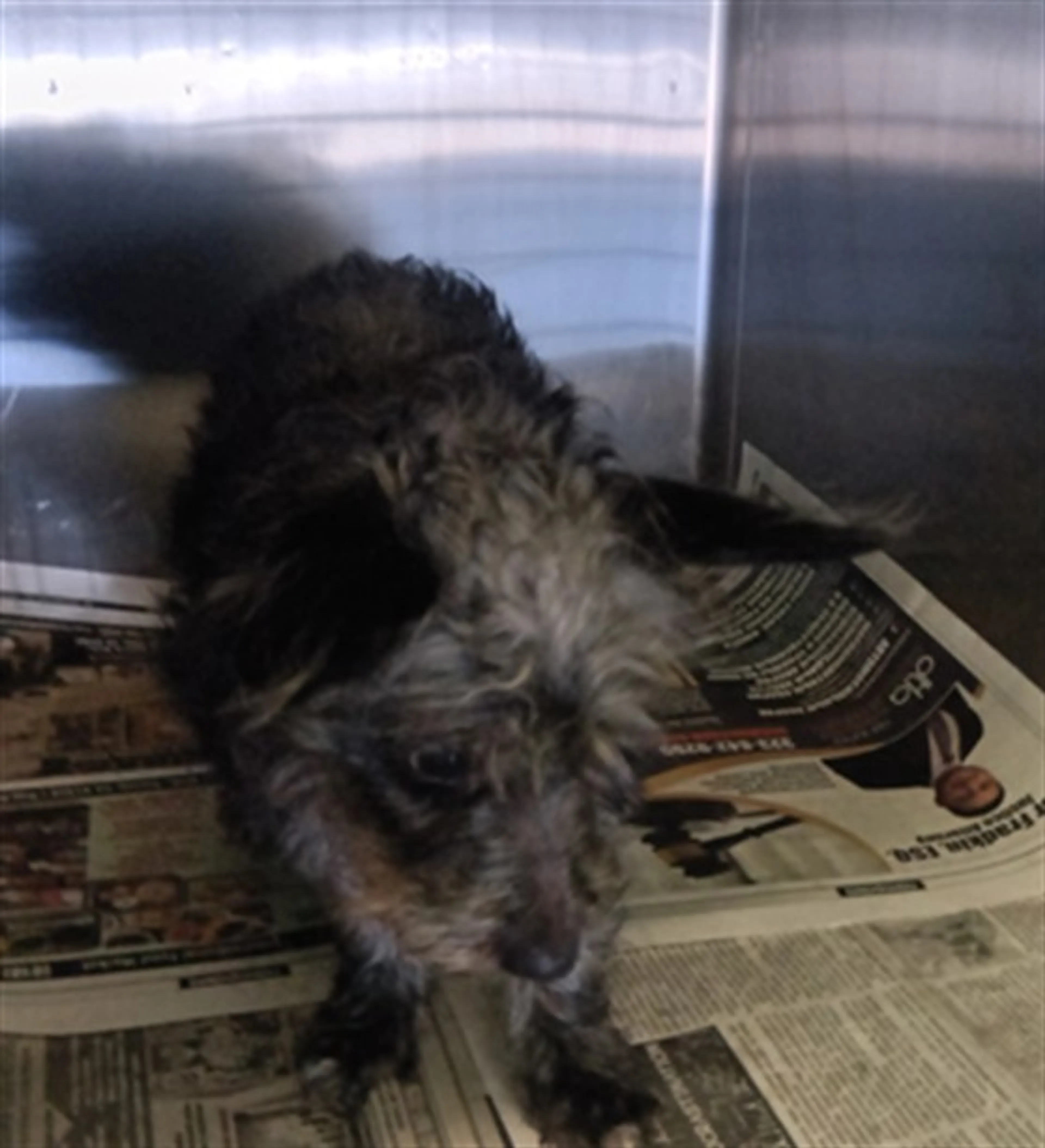 Found pet
