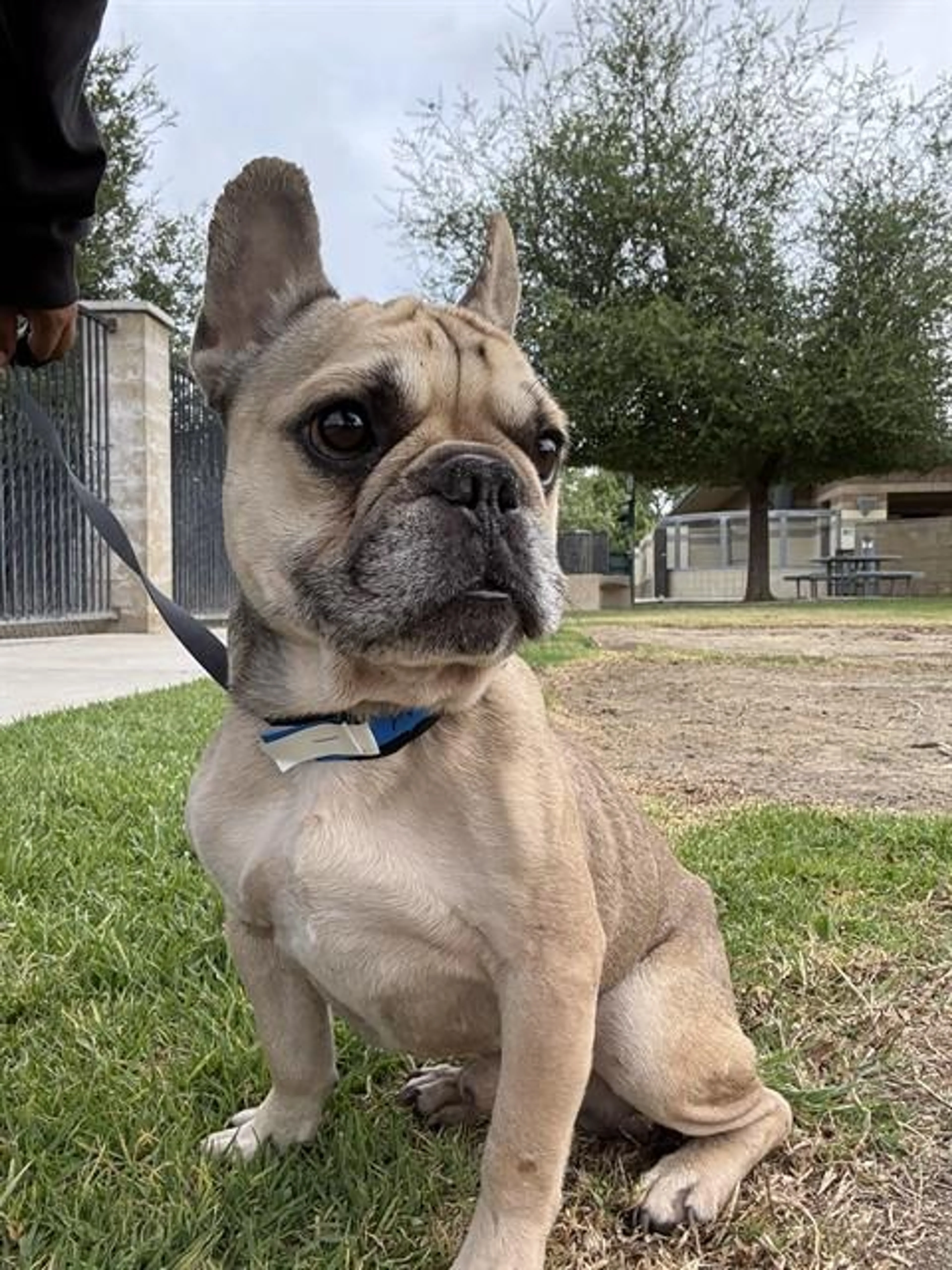 Found pet