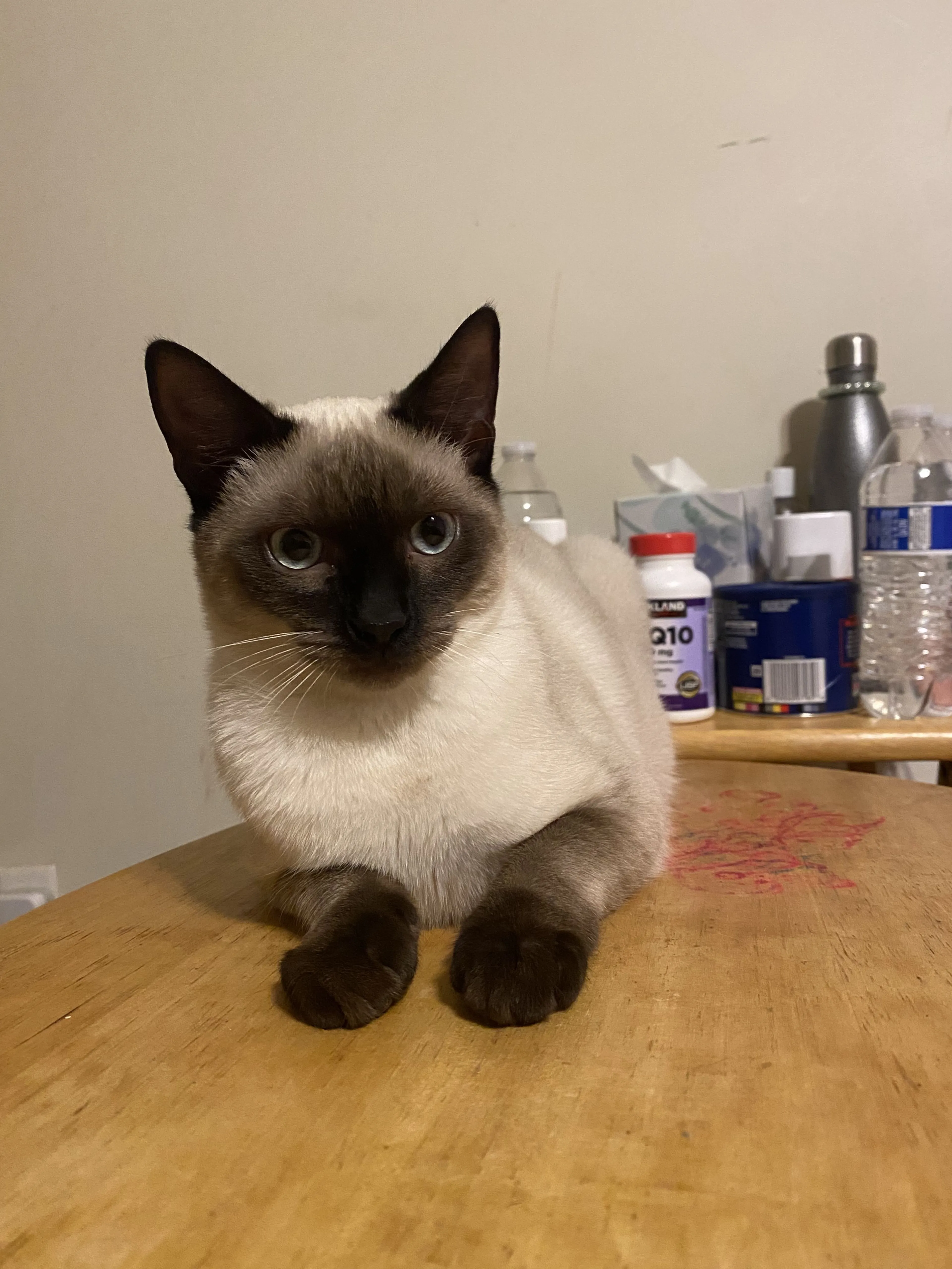 Lost pet-2