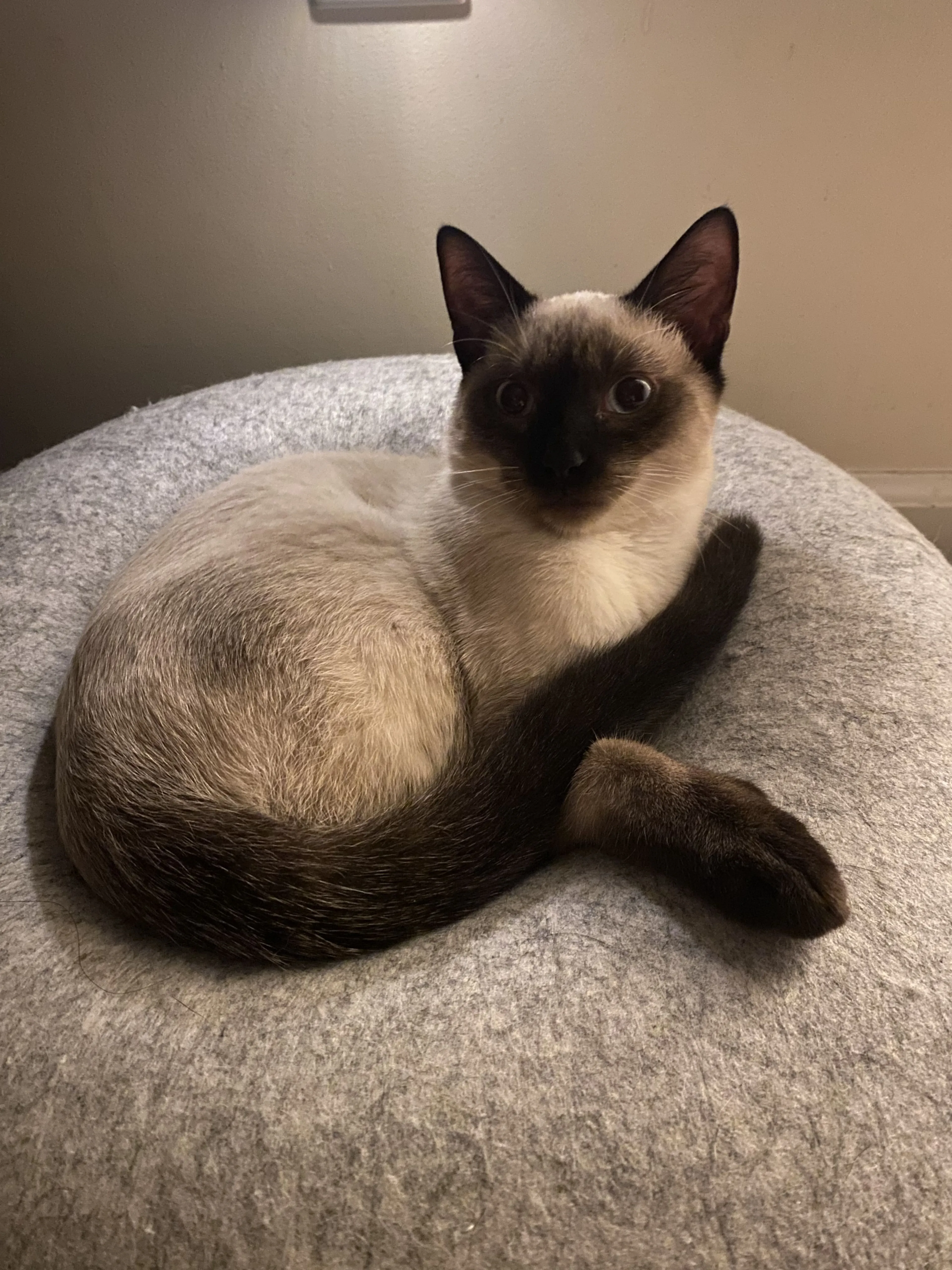 Lost pet-1